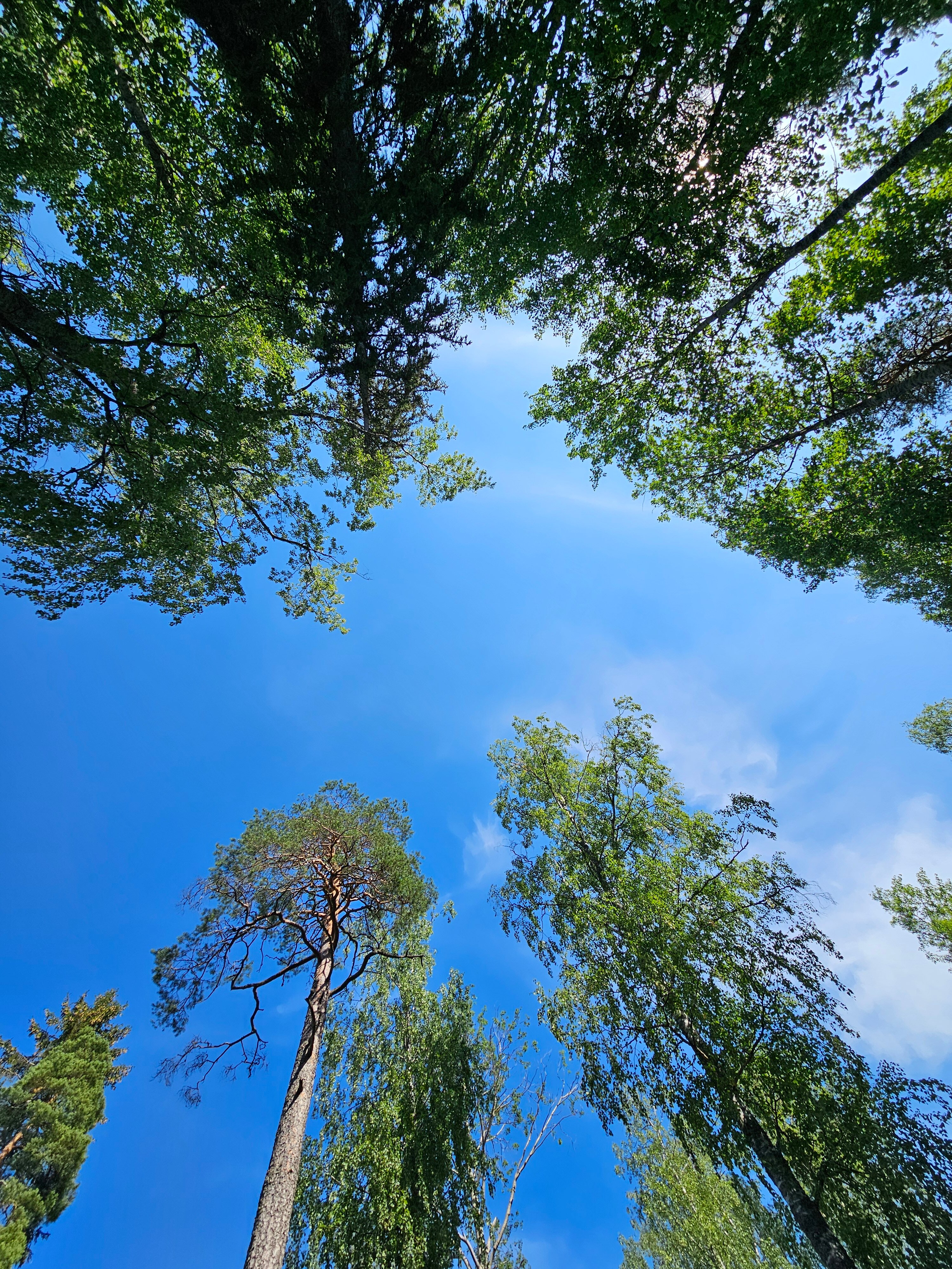 Фото Поляна