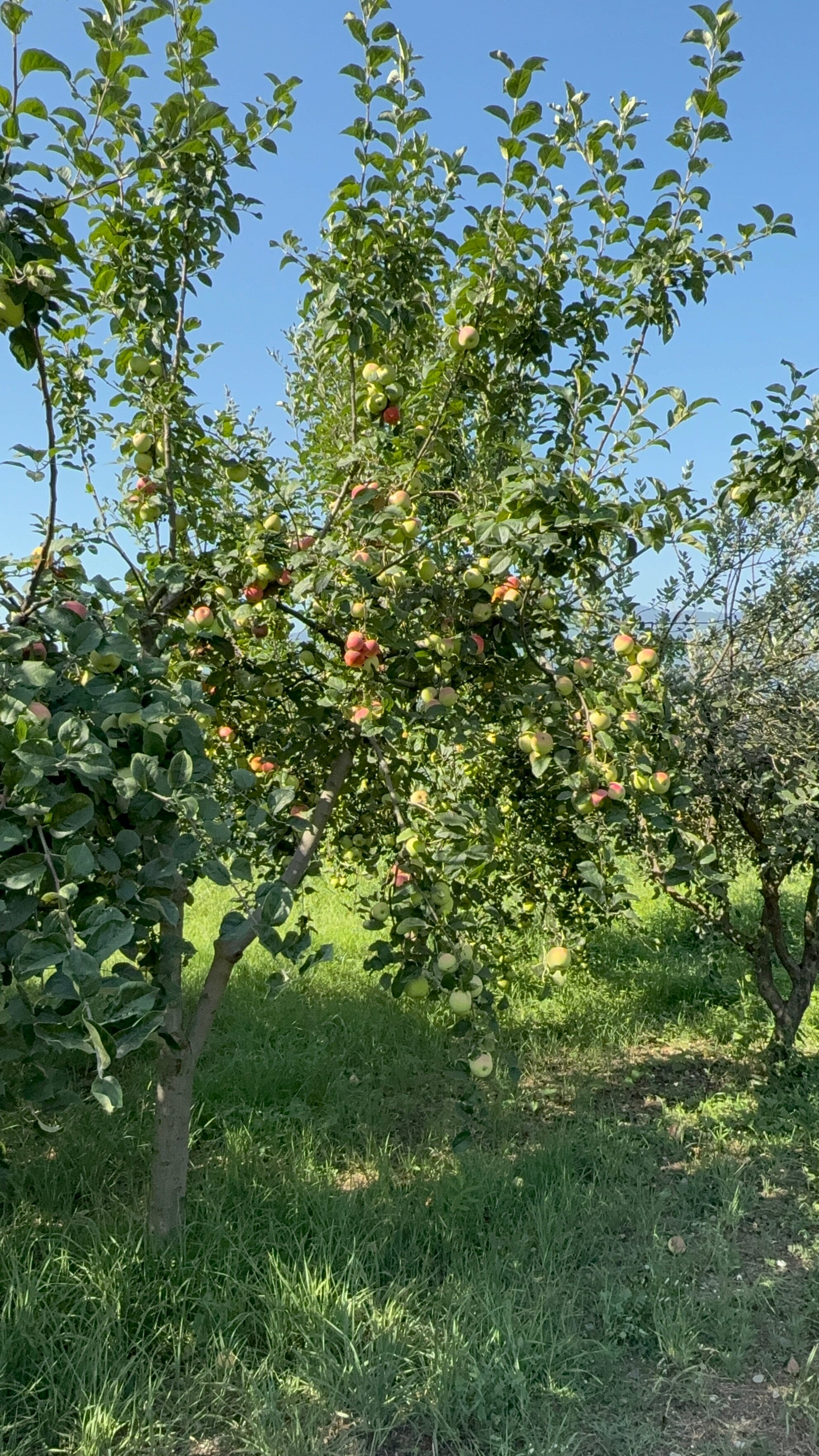Фото Гостевой дом Алахадзы