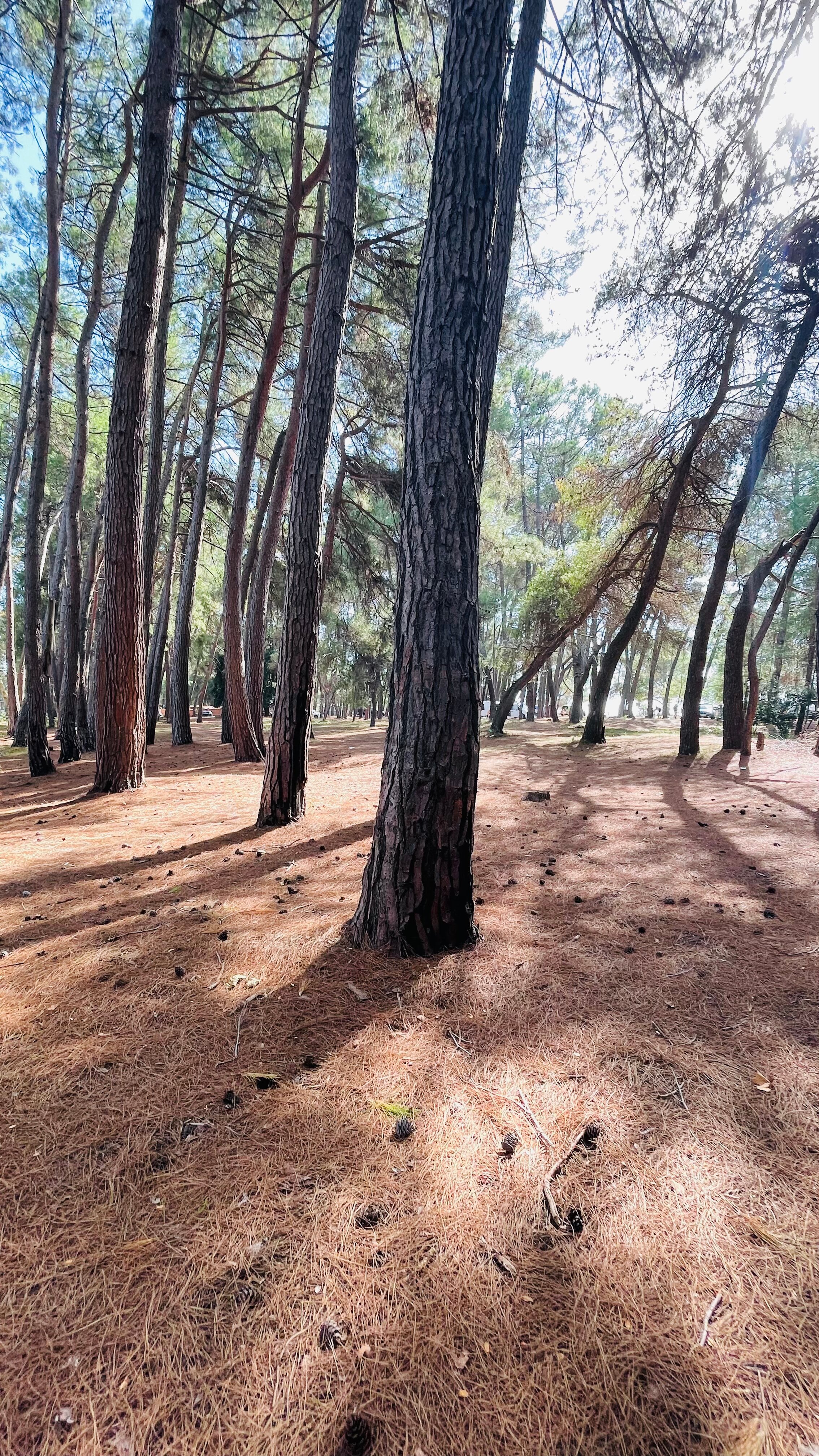 Фото Forest Club