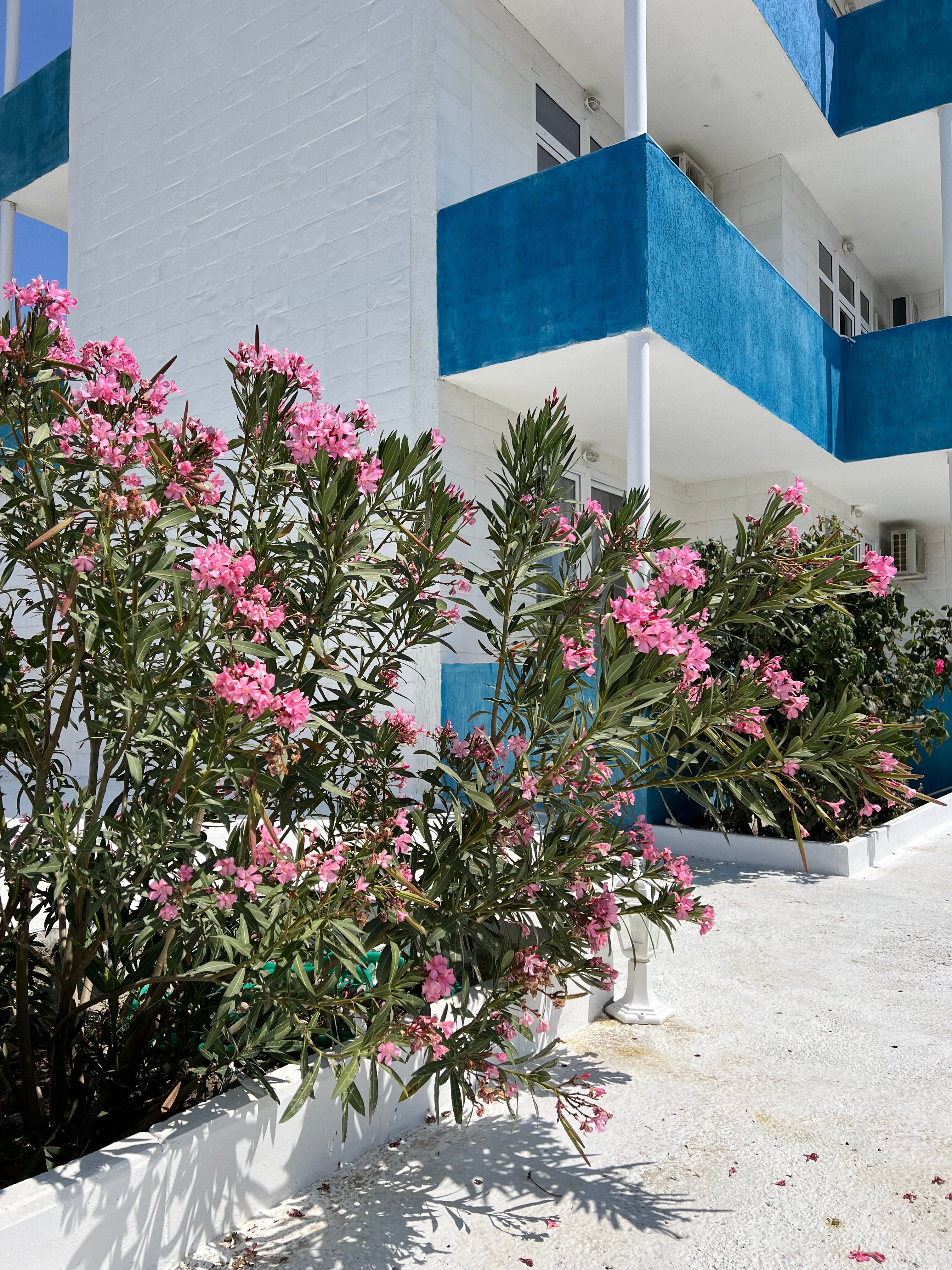 Фото Pars Fortuny