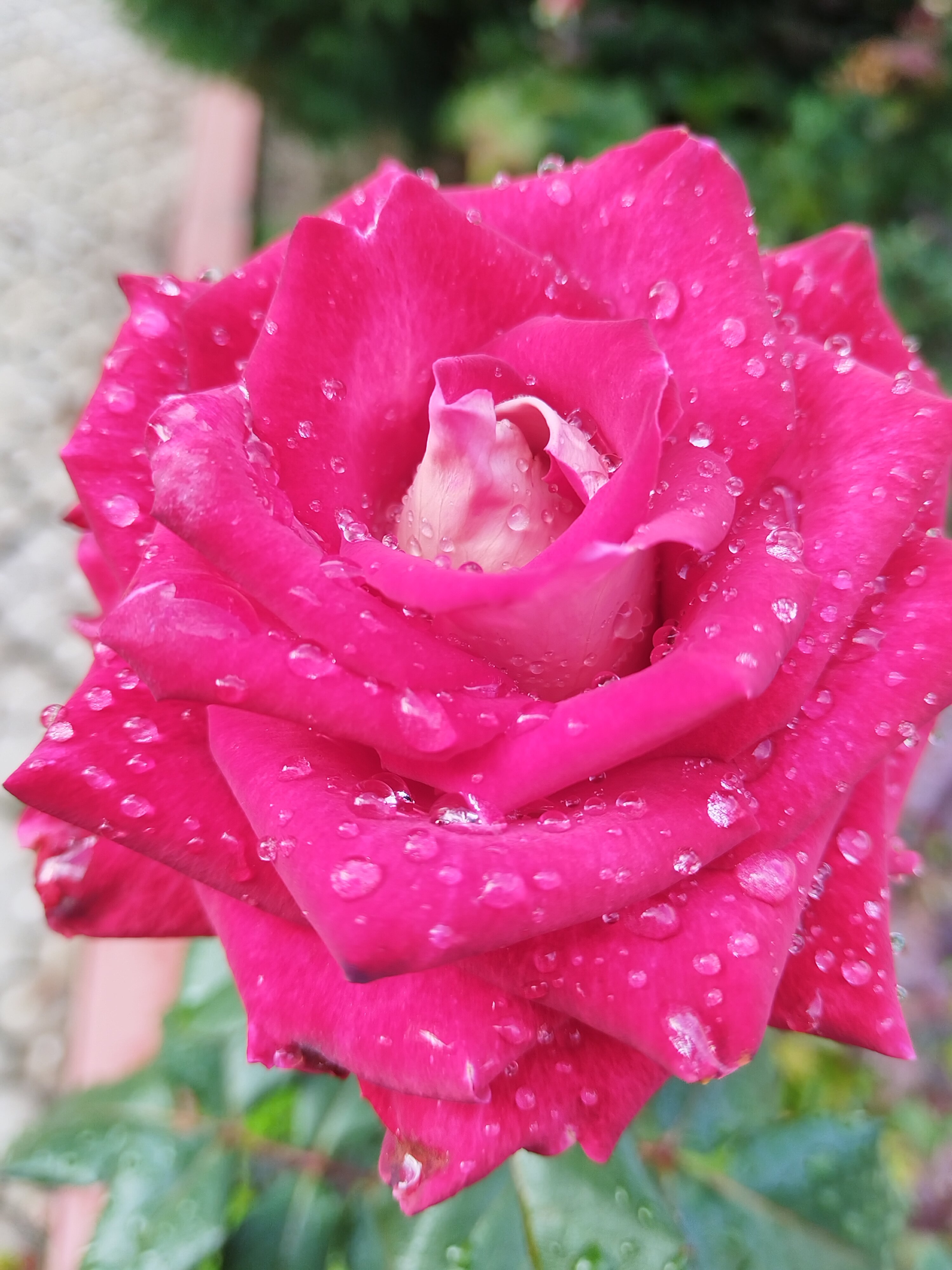 Фото Mango Hotel