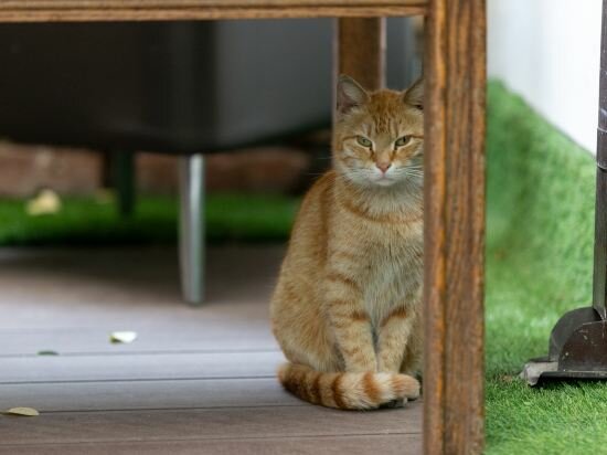 Фото Elea Old Tbilisi Hotel