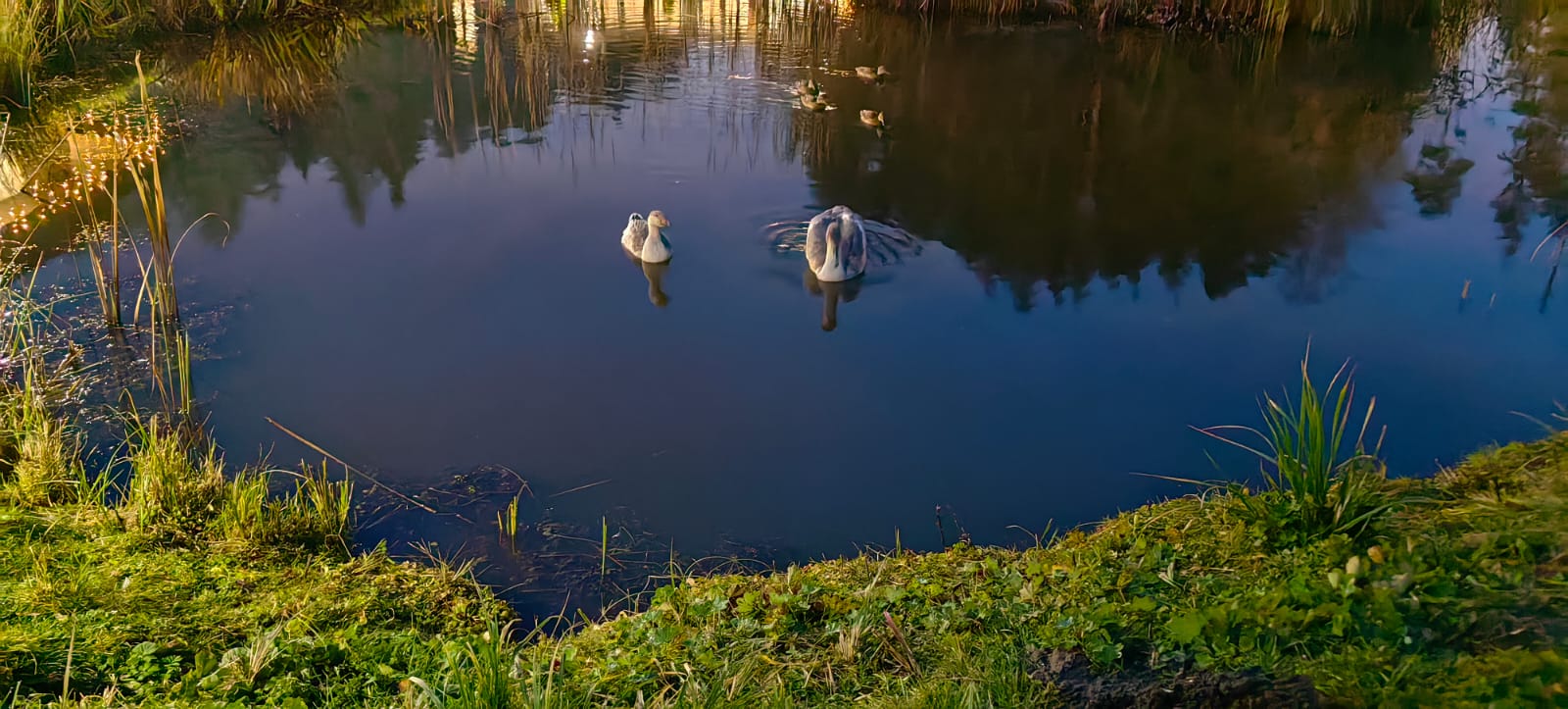 Фото ГлинтВуд