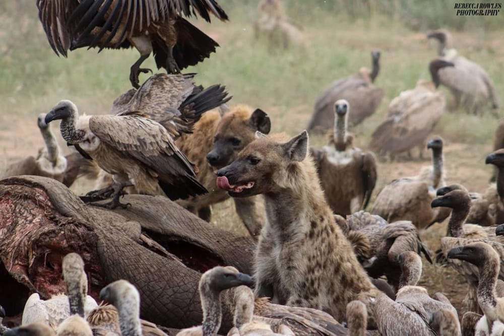 Фото Baobab Ridge Private Lodge