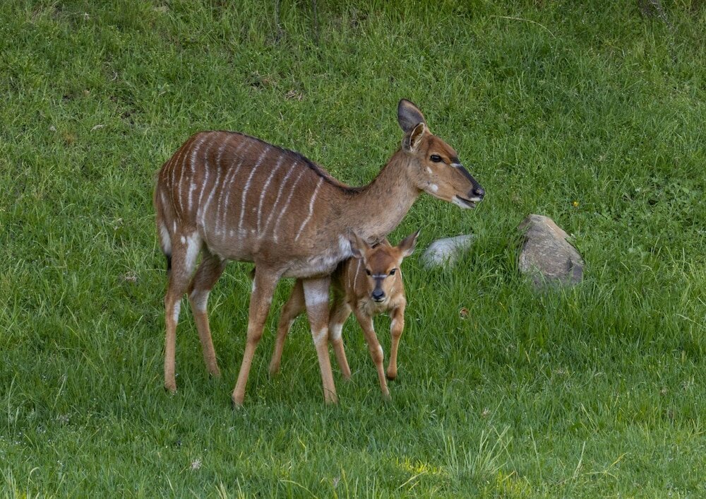 Фото Wildehondekloof