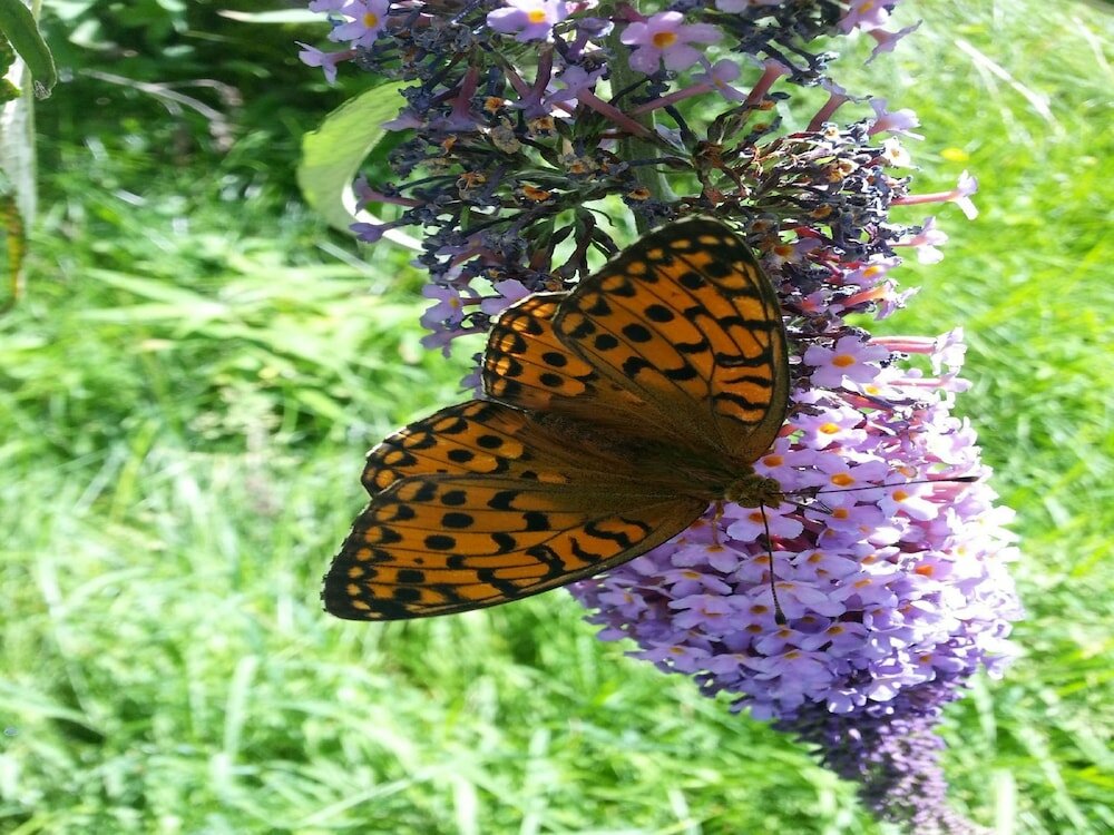 Фото Agriturismo Al Marnich