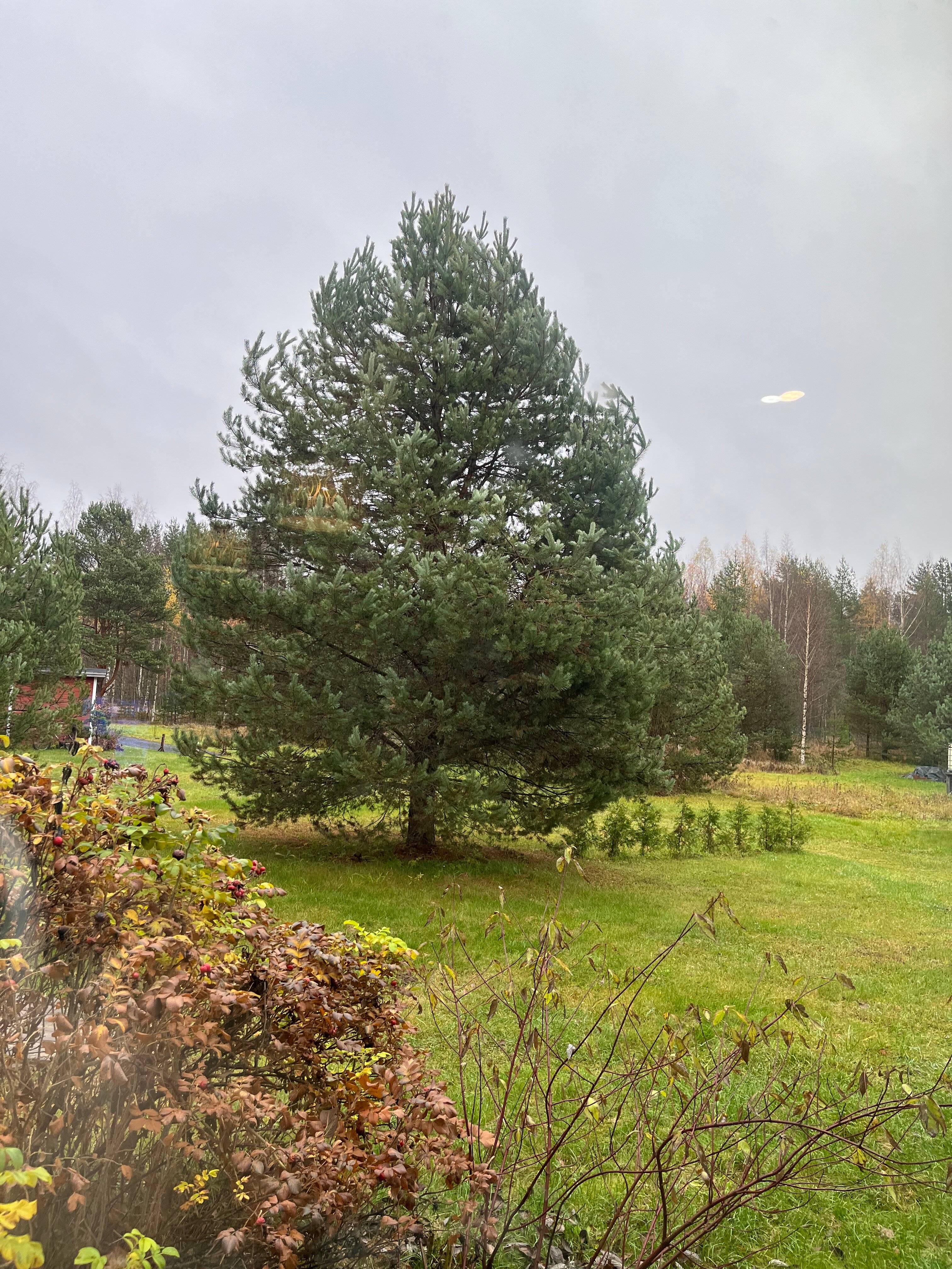 Фото Домики под соснами