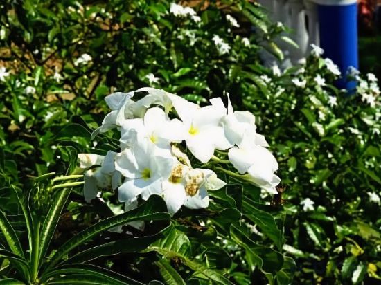 Фото Mayflower Beach Resort