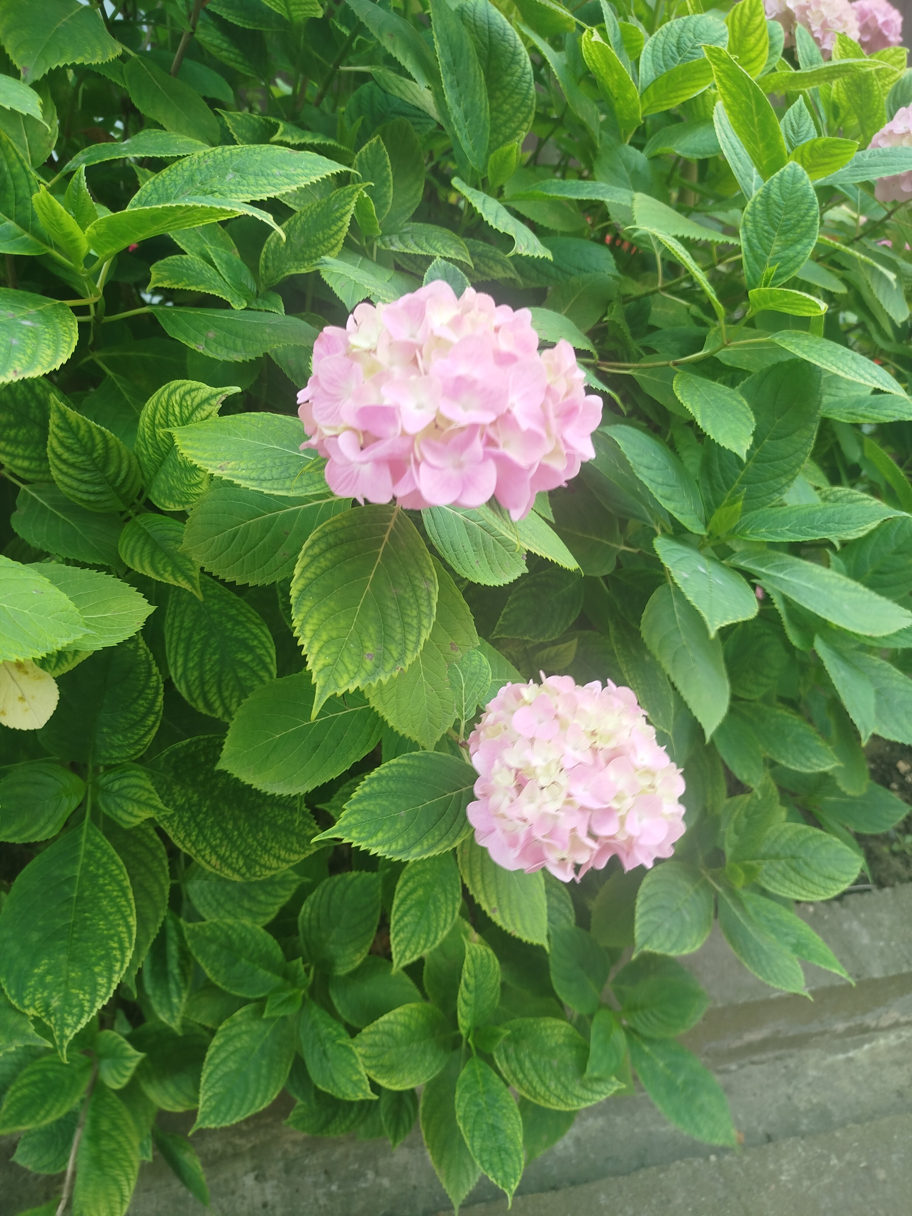 Фото Диана Аллама групп