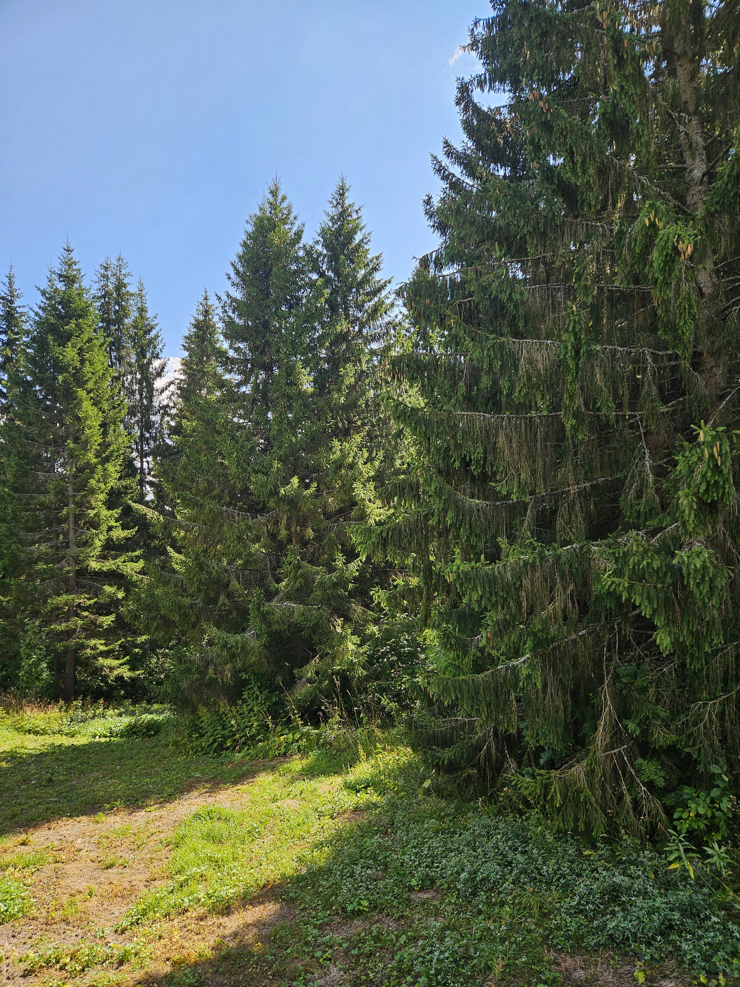 Фото Опушка