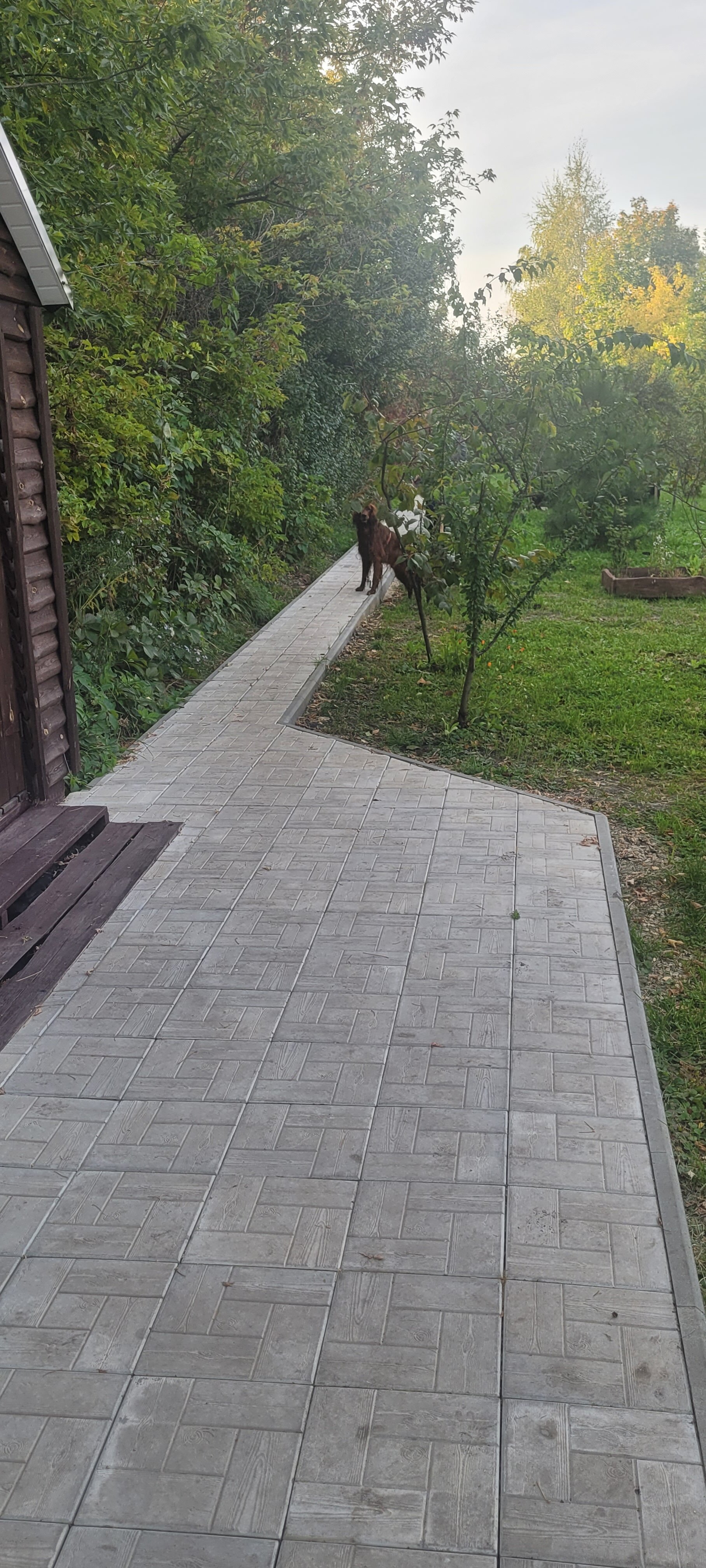 Фото Стрела