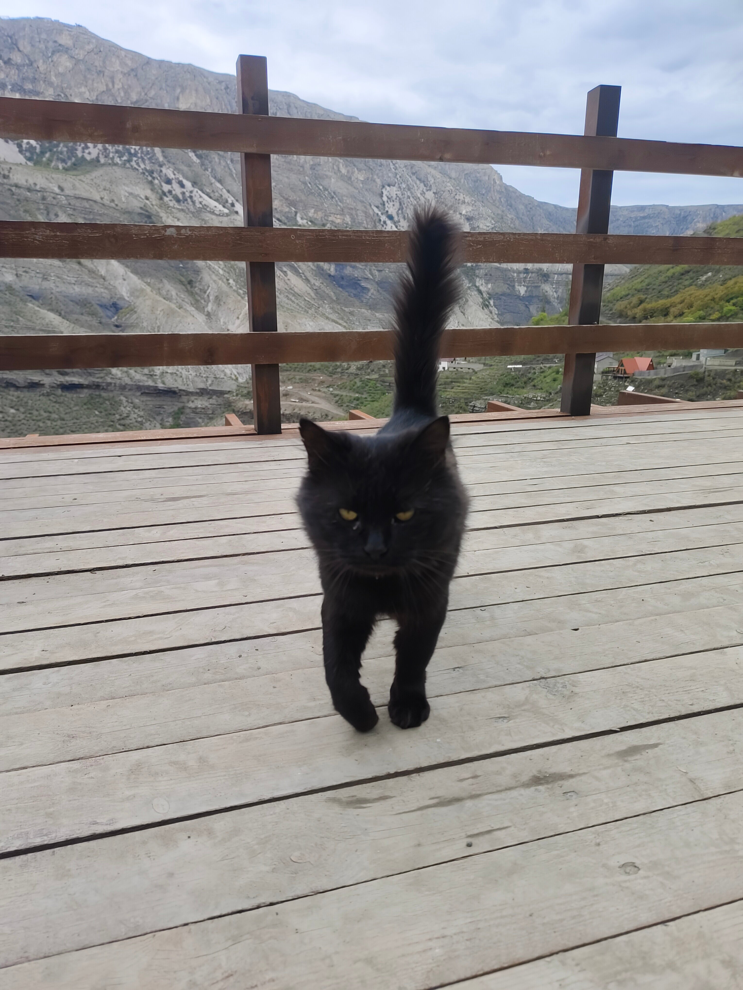 Фото Дубки Сулакский Каньон