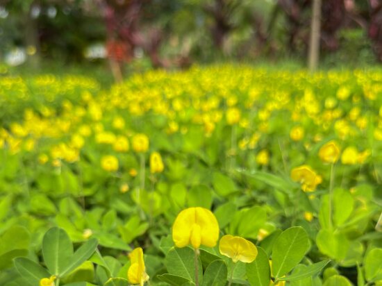 Фото Bali Villa Kampot