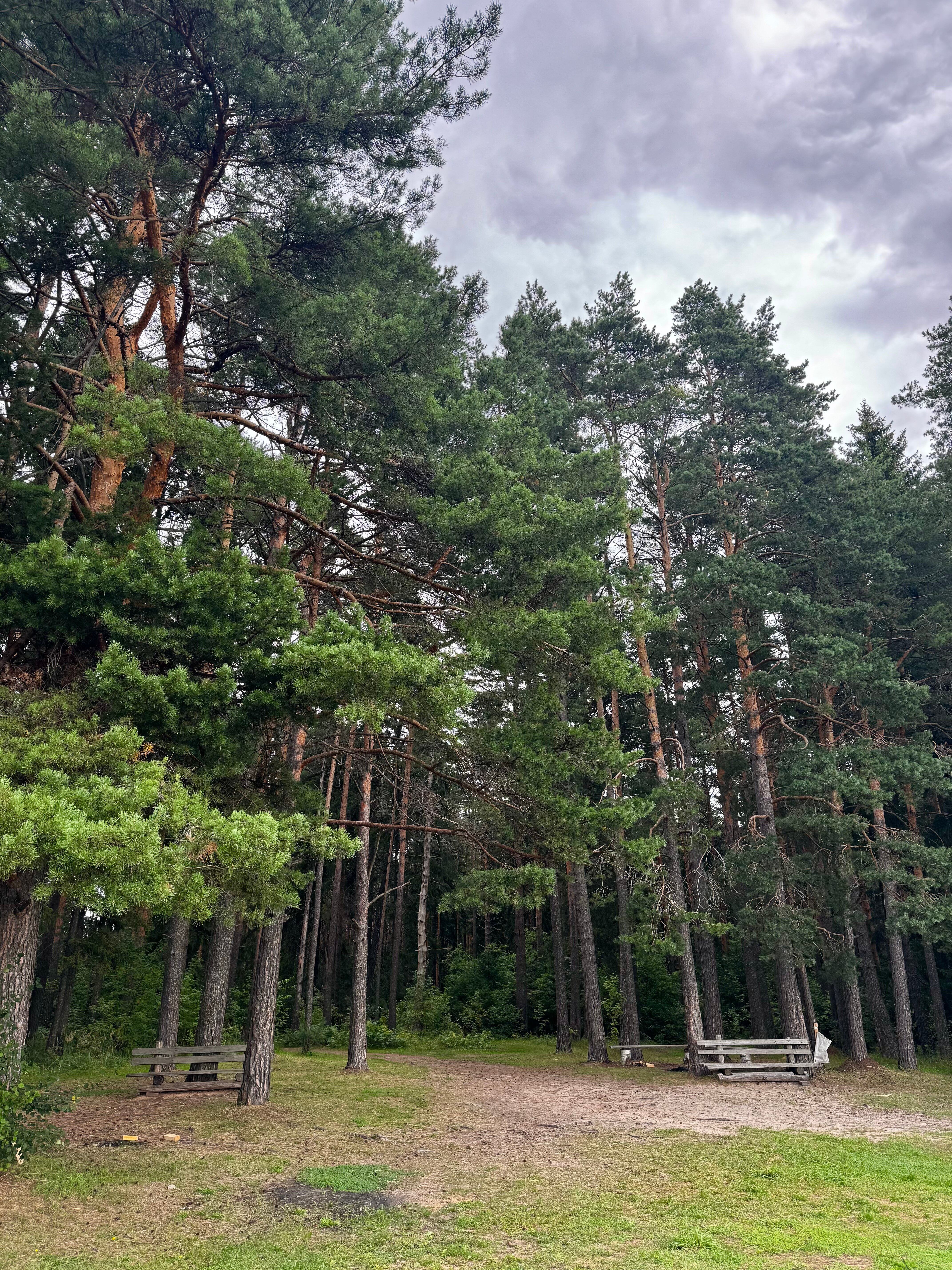 Фото Листья