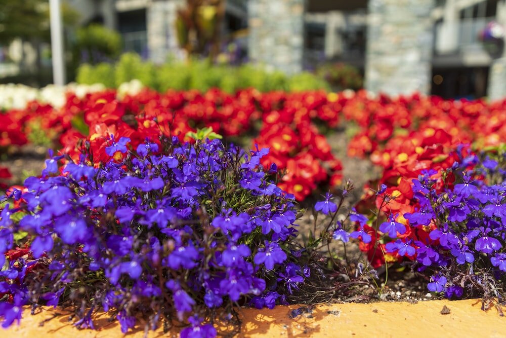 Фото Accent Inns Vancouver Airport