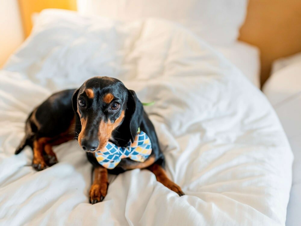 Фото ibis Bengaluru Hosur Road Hotel