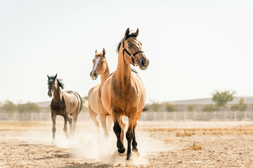 Фото Al Samriya, Doha, Autograph Collection