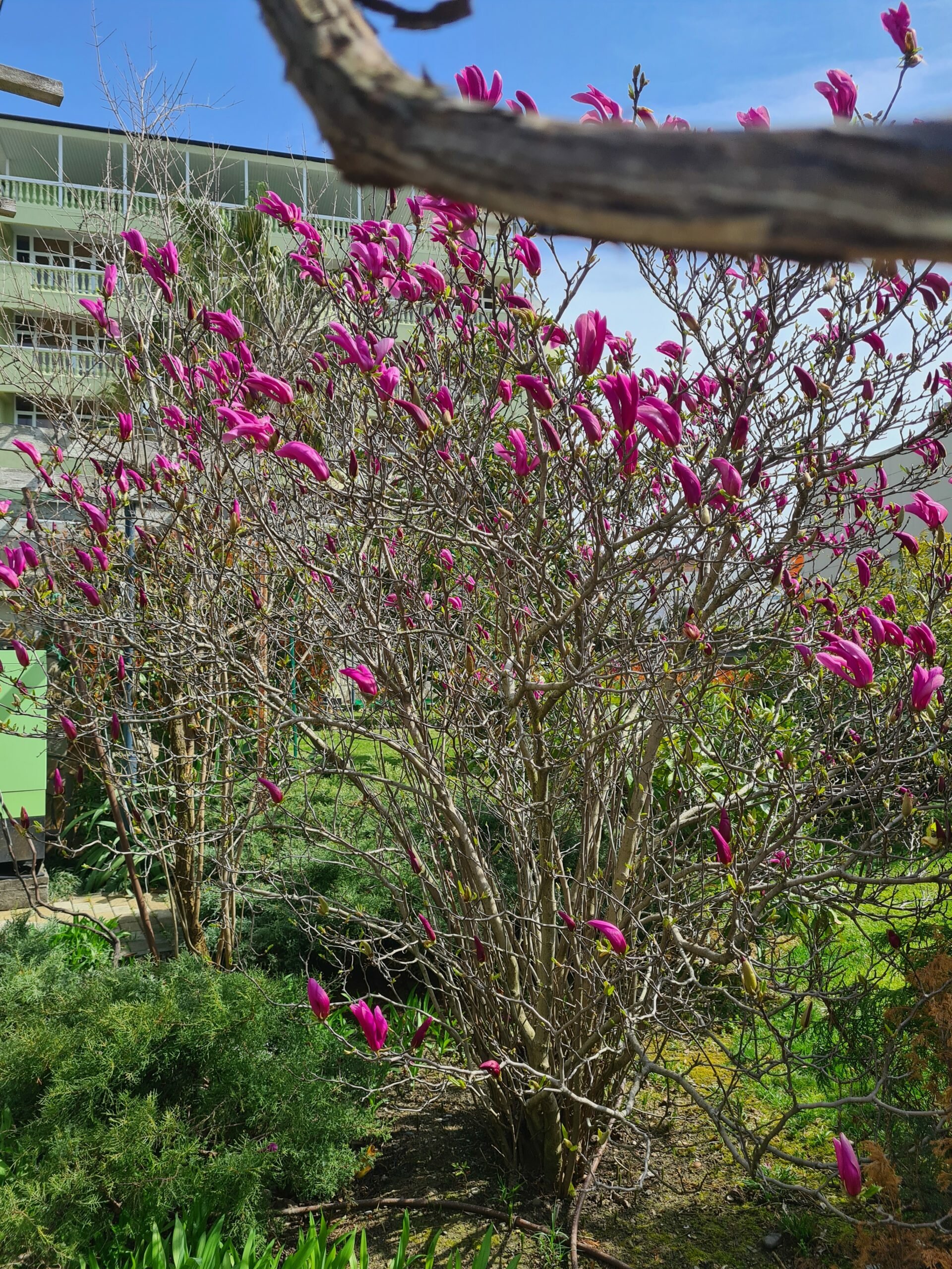 Фото Грин Хаус