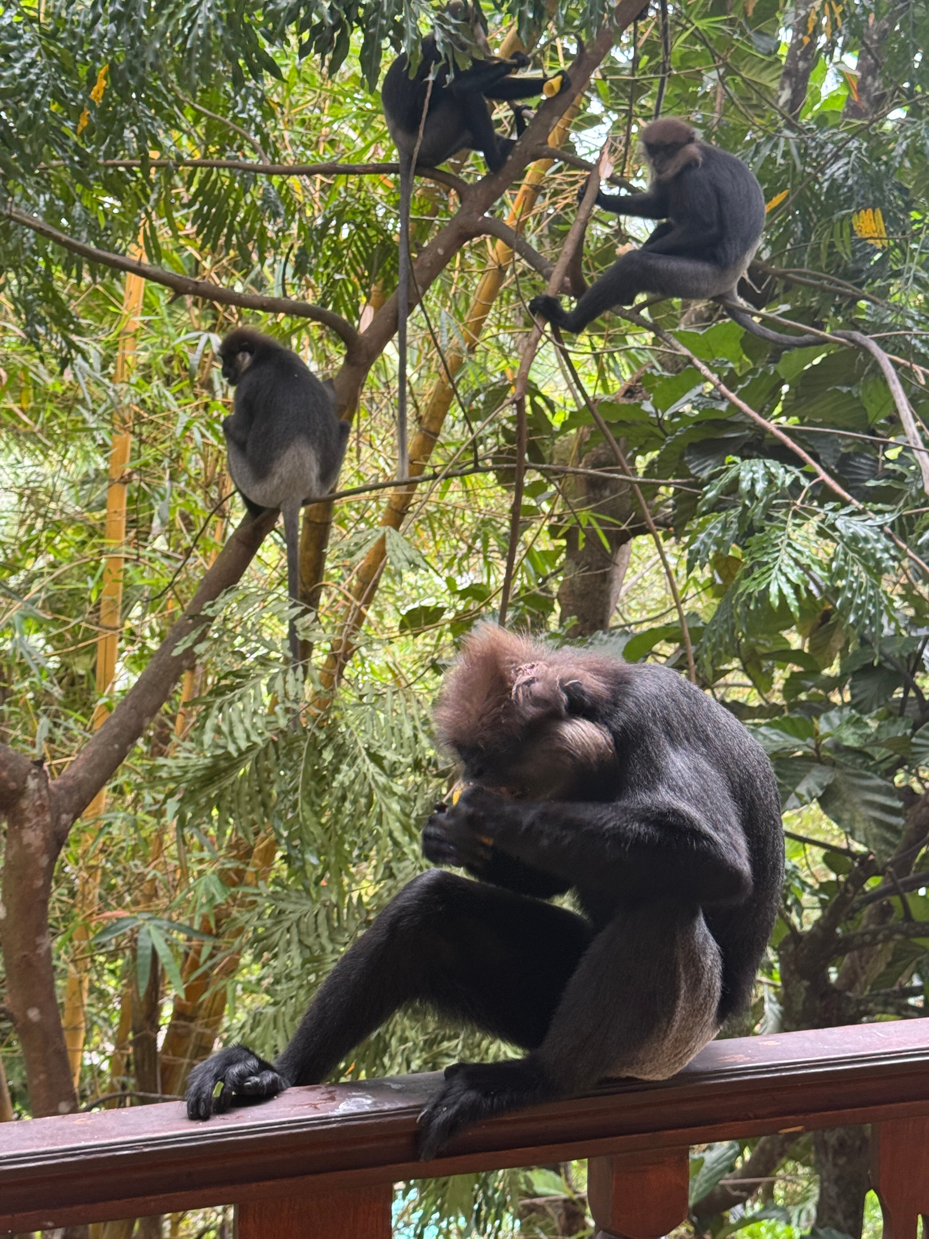 Фото Thambapanni Retreat