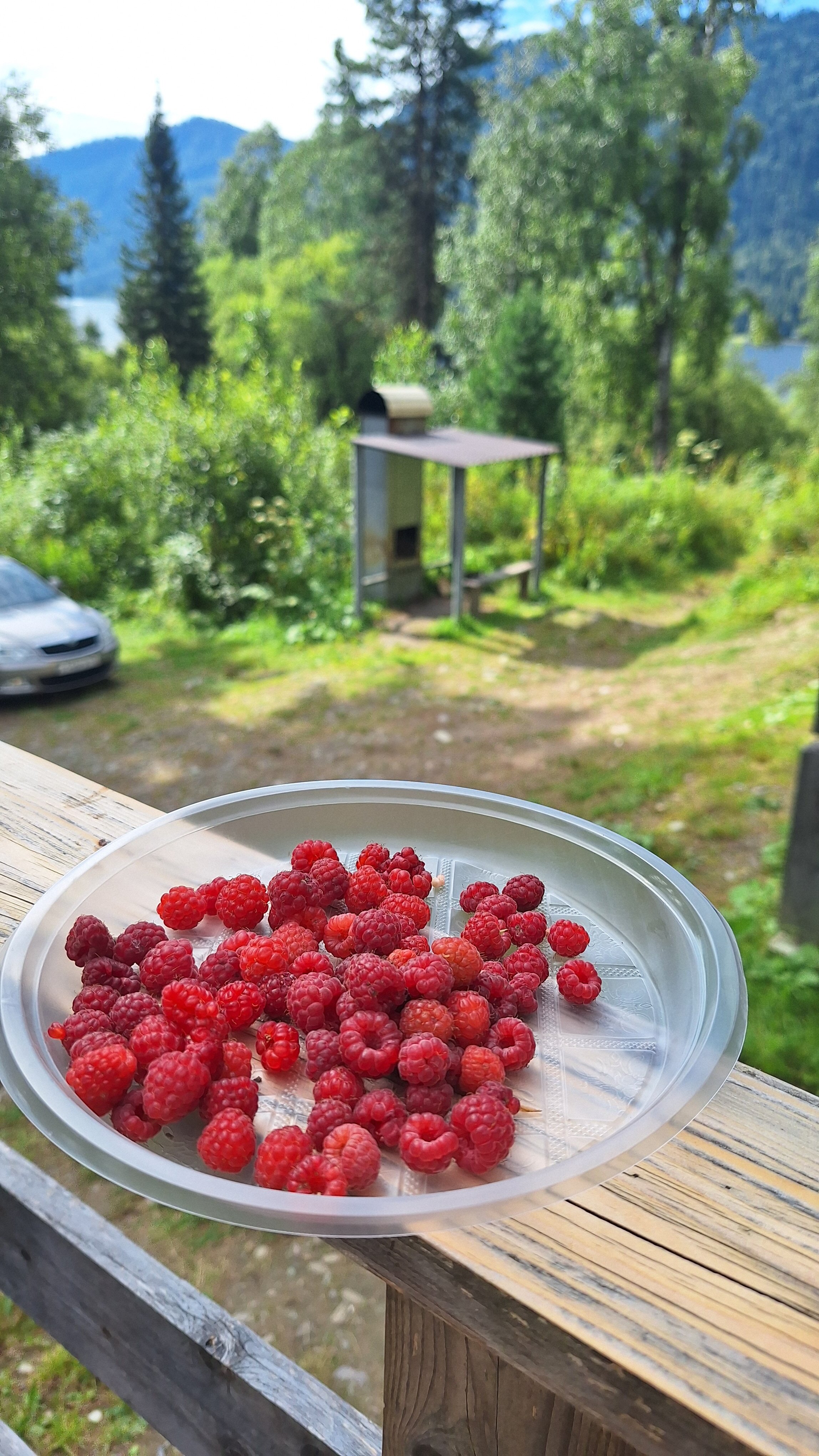 Фото Кедровый берег