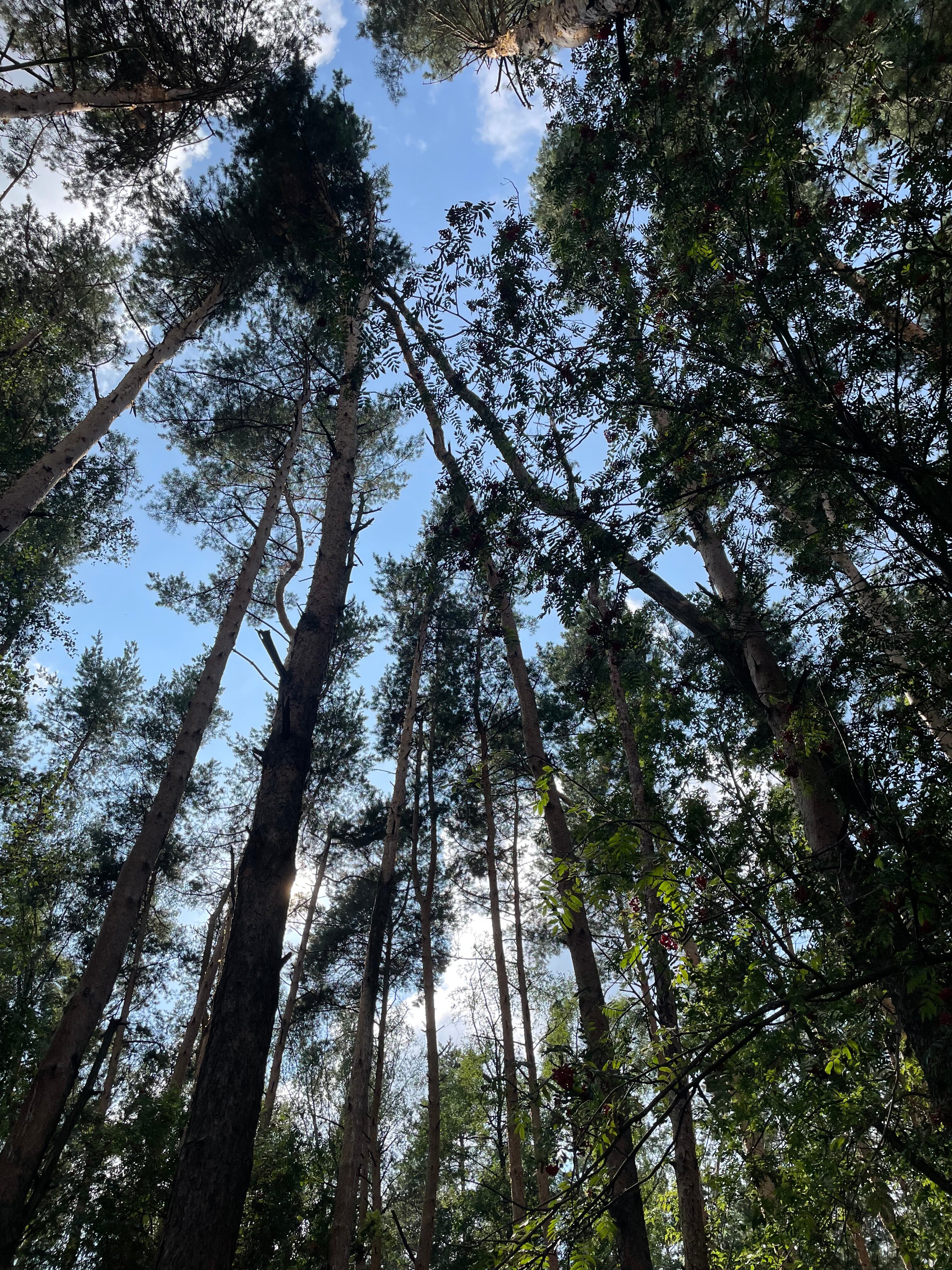 Фото Южный Бор