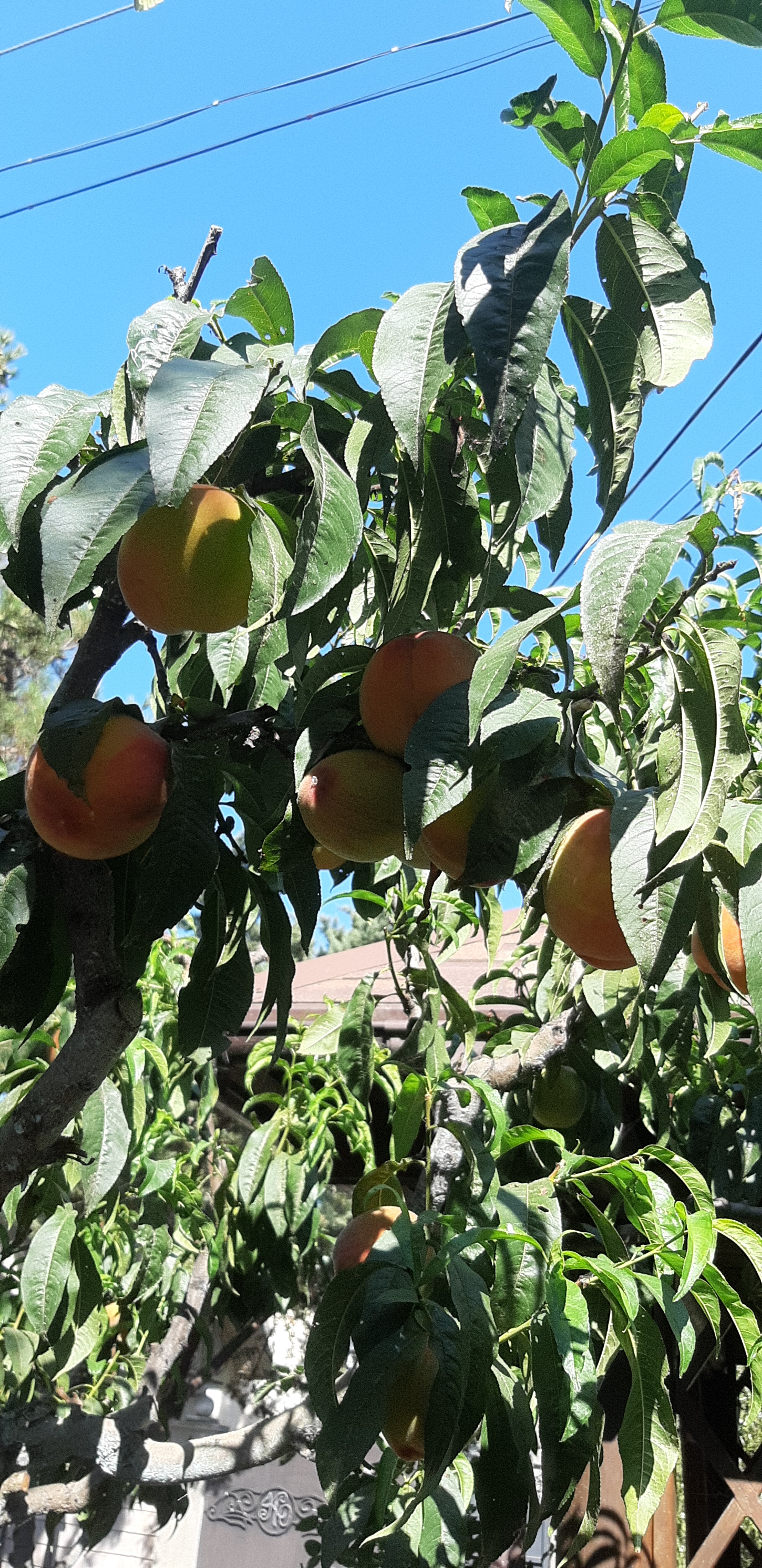 Фото Вилла Opc