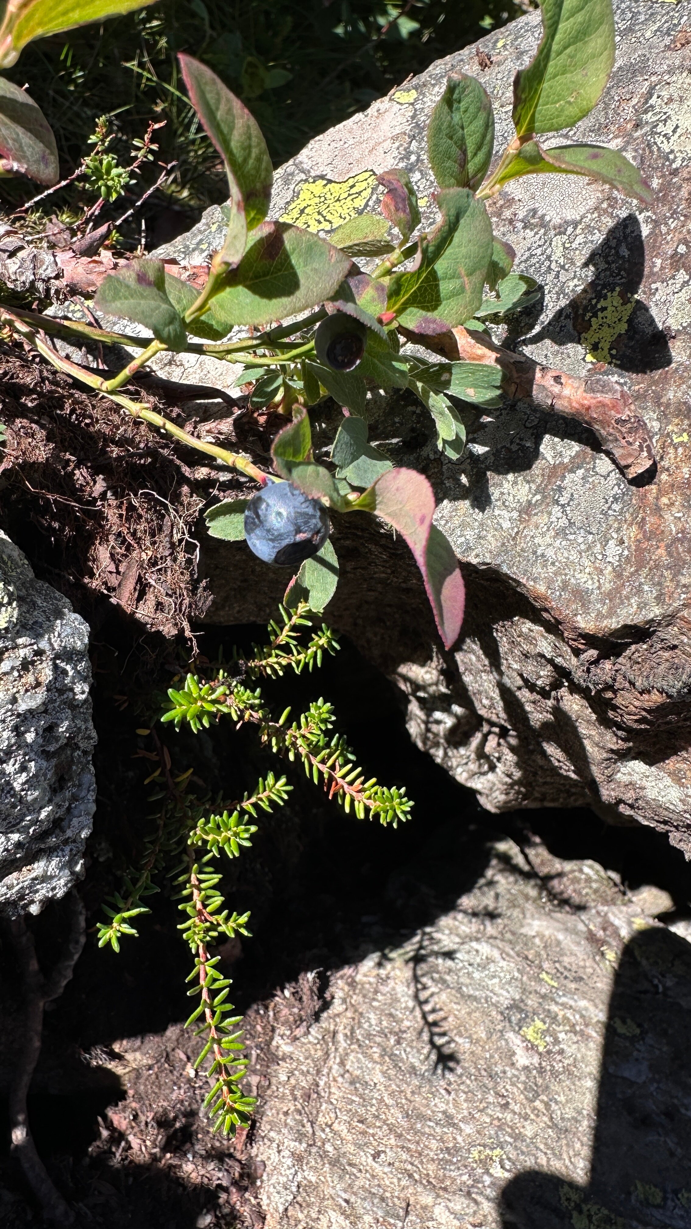 Фото Горный Relax