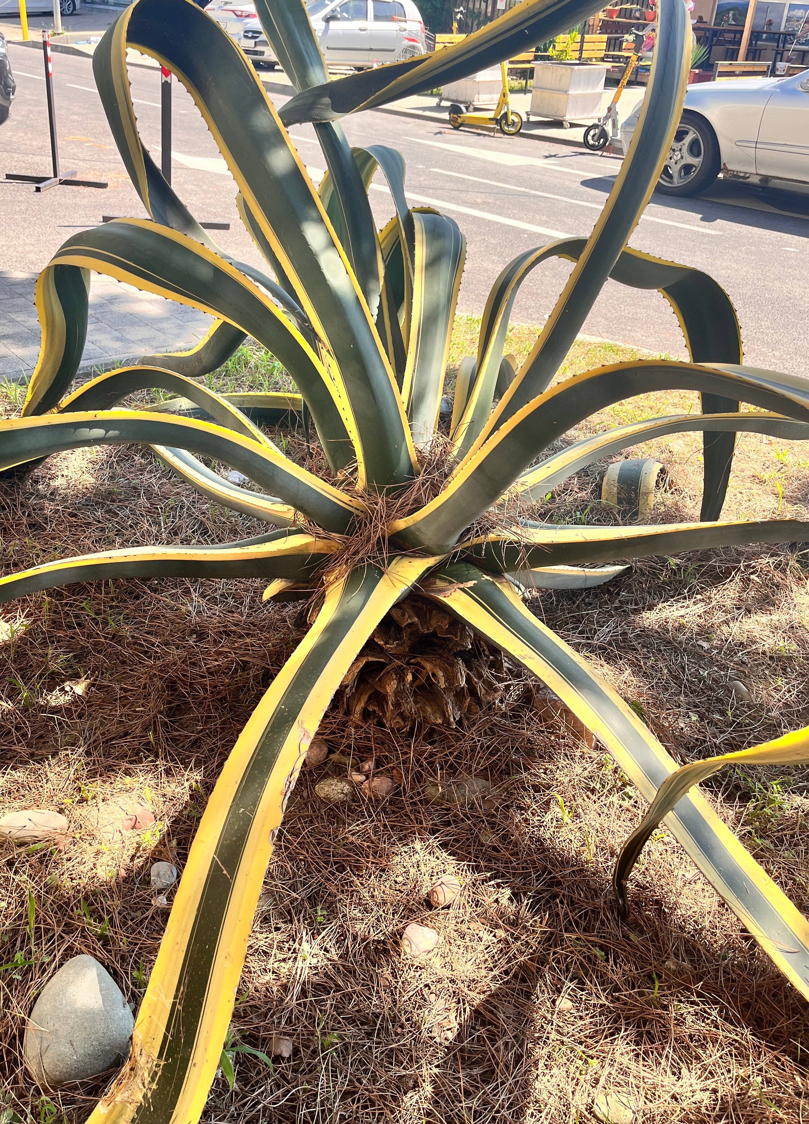 Фото Две оливы