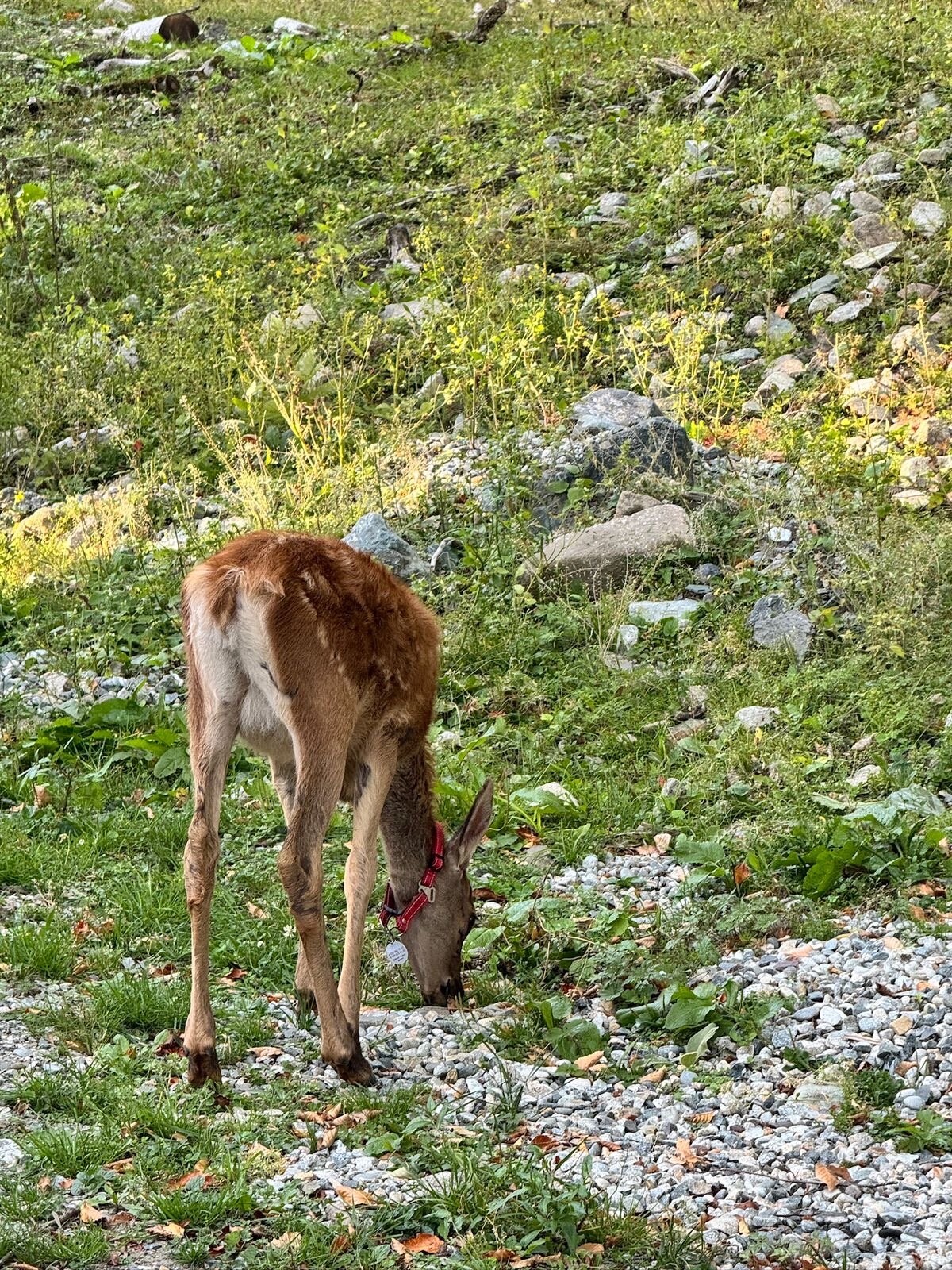 Фото Хижина лесника
