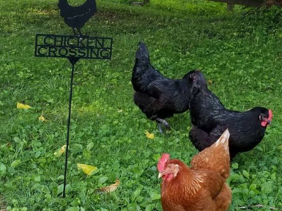 Фото Scenic Haven - Wi-Fi, Gorgeous Farm Views, Tranquil Setting