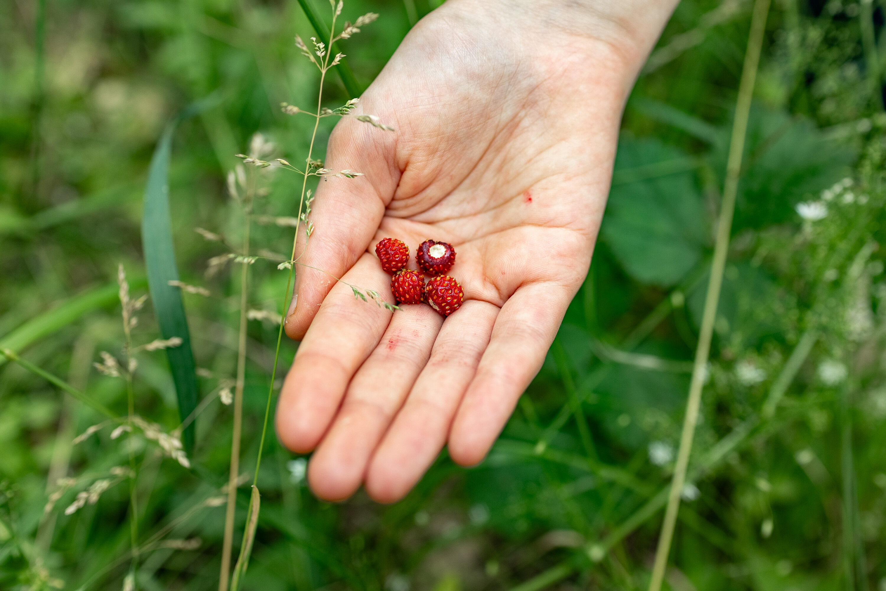 Фото Красная горка