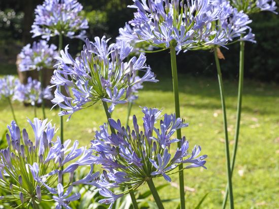 Фото Hotel Villa Ottone