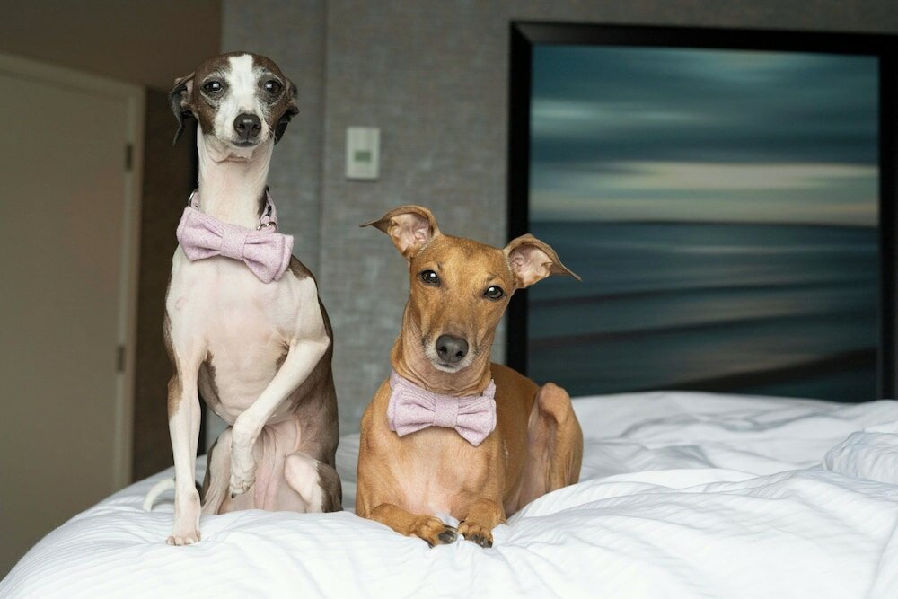 Фото The Westin Harbour Castle