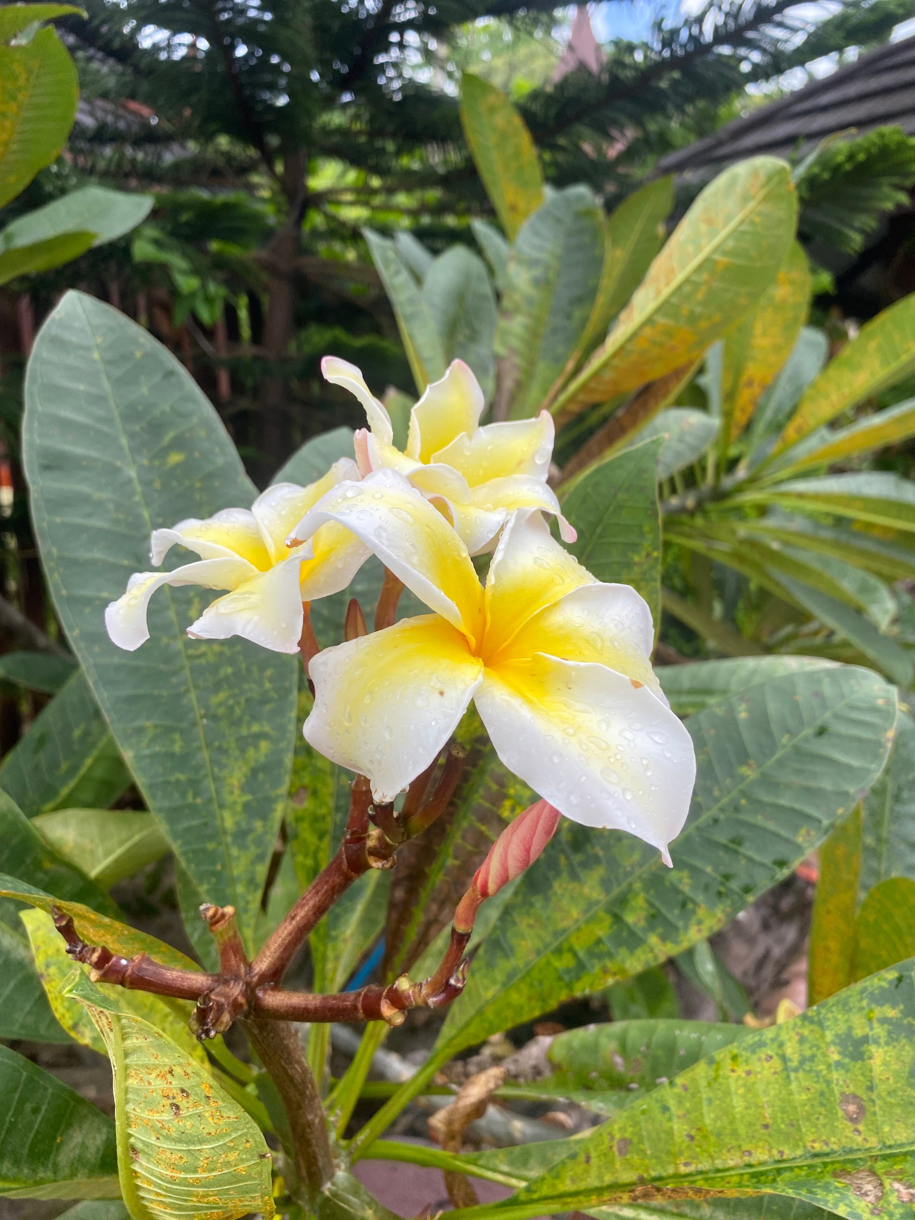 Фото Paradise Pearl Bungalow