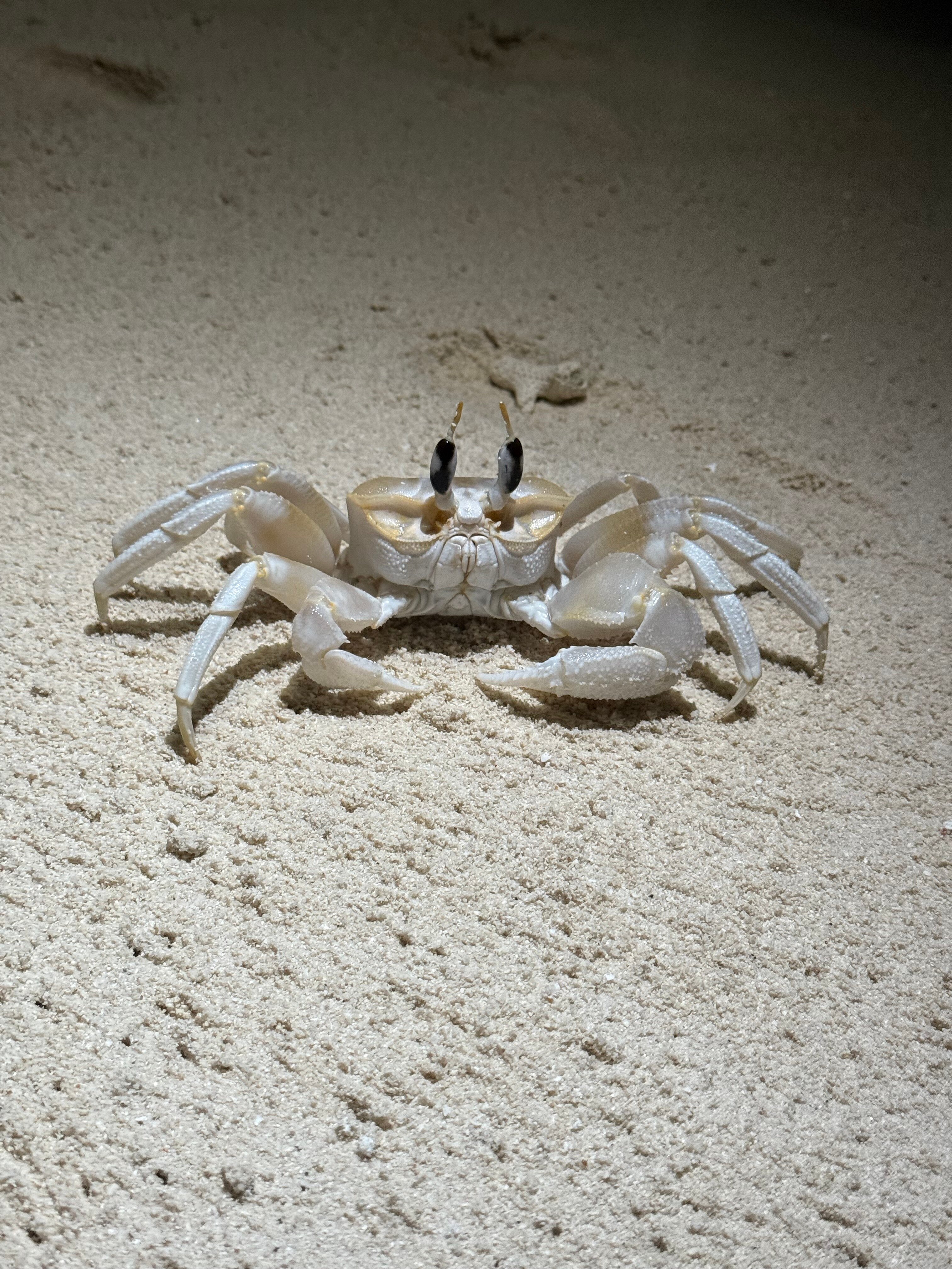 Фото Reethi Faru Resort Hotel