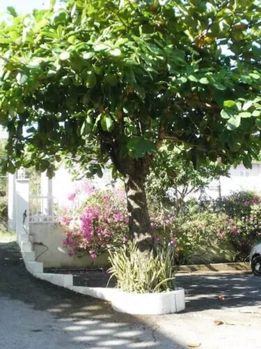 Гостиница Pineapple Court Hotel в Очо-Риос