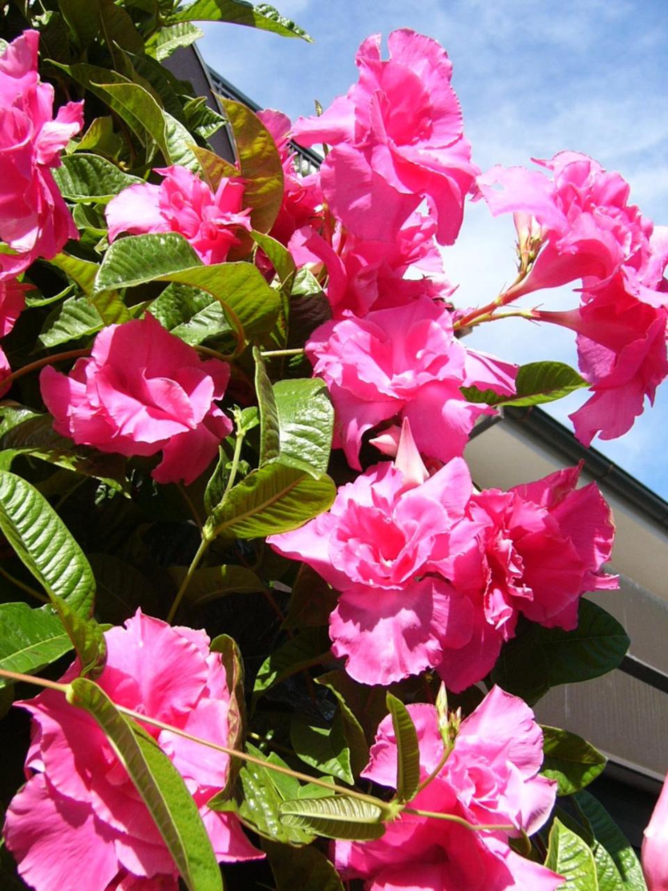 Фото Hotel Serena