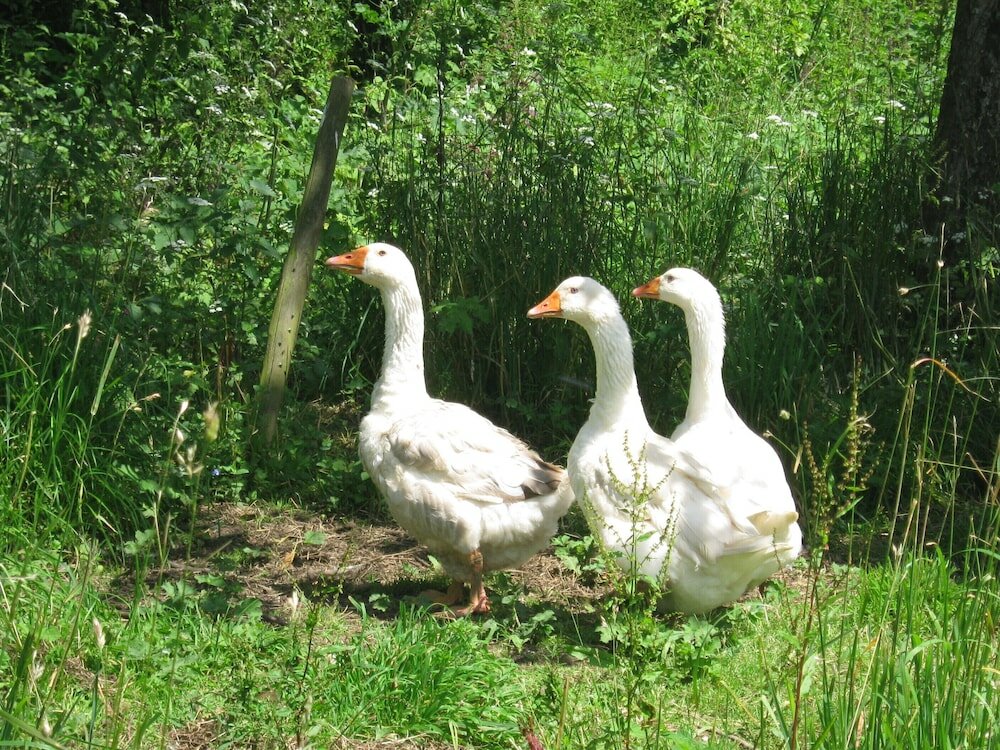 Фото Hollamoor Farm B&b