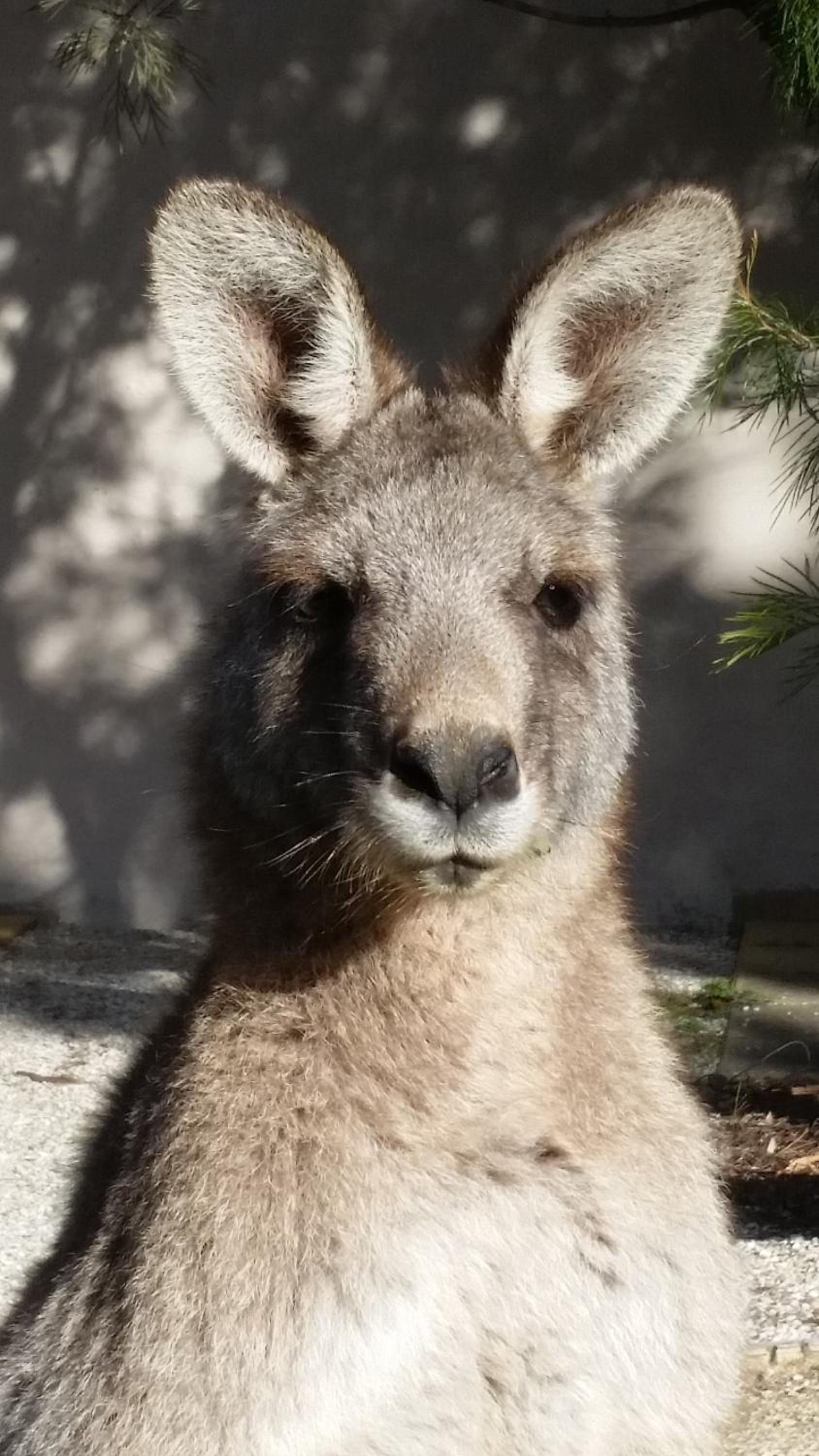Фото Yha Grampians Eco Halls Gap