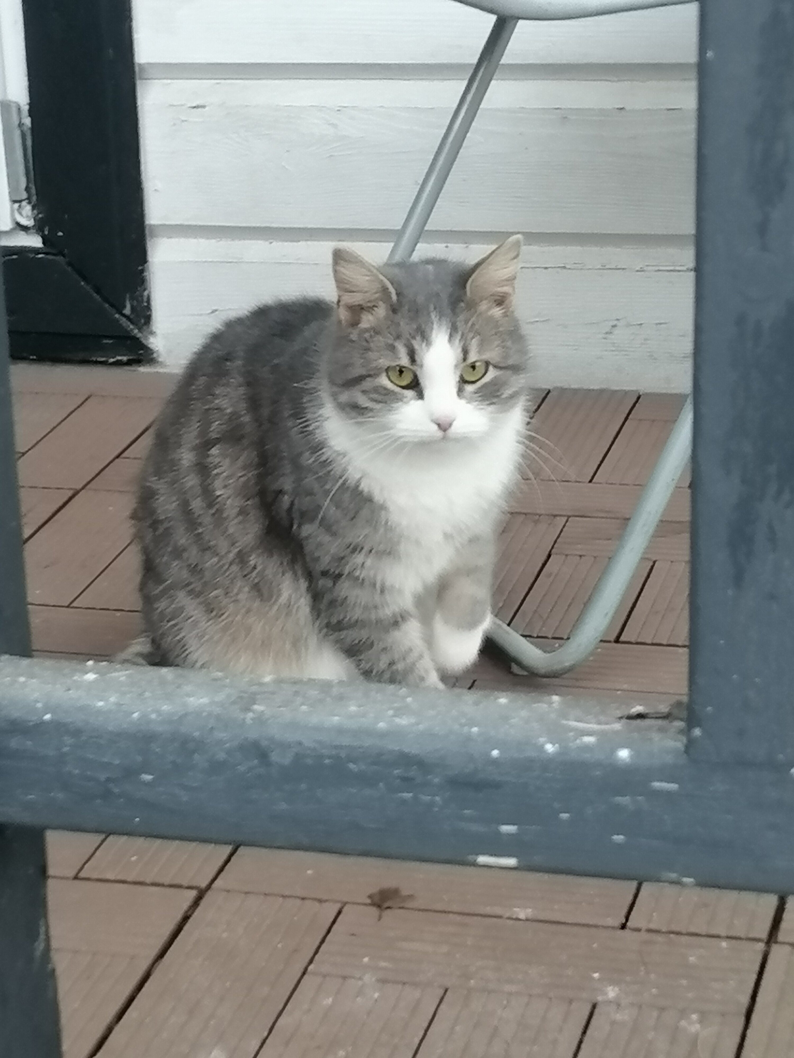 Фото Викинг