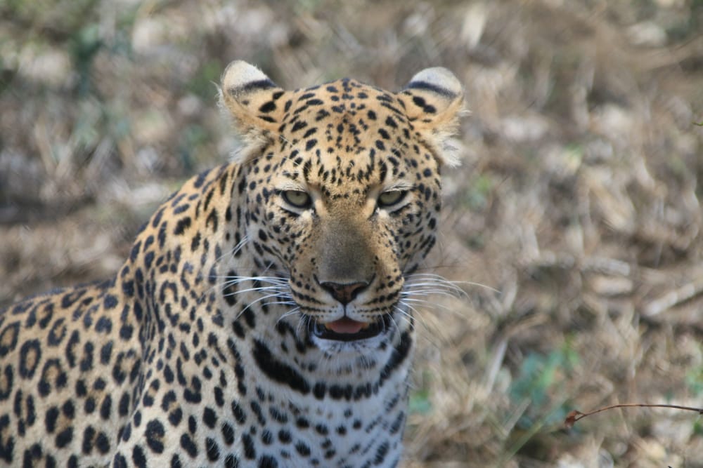Фото Lindiwe Safari Lodge