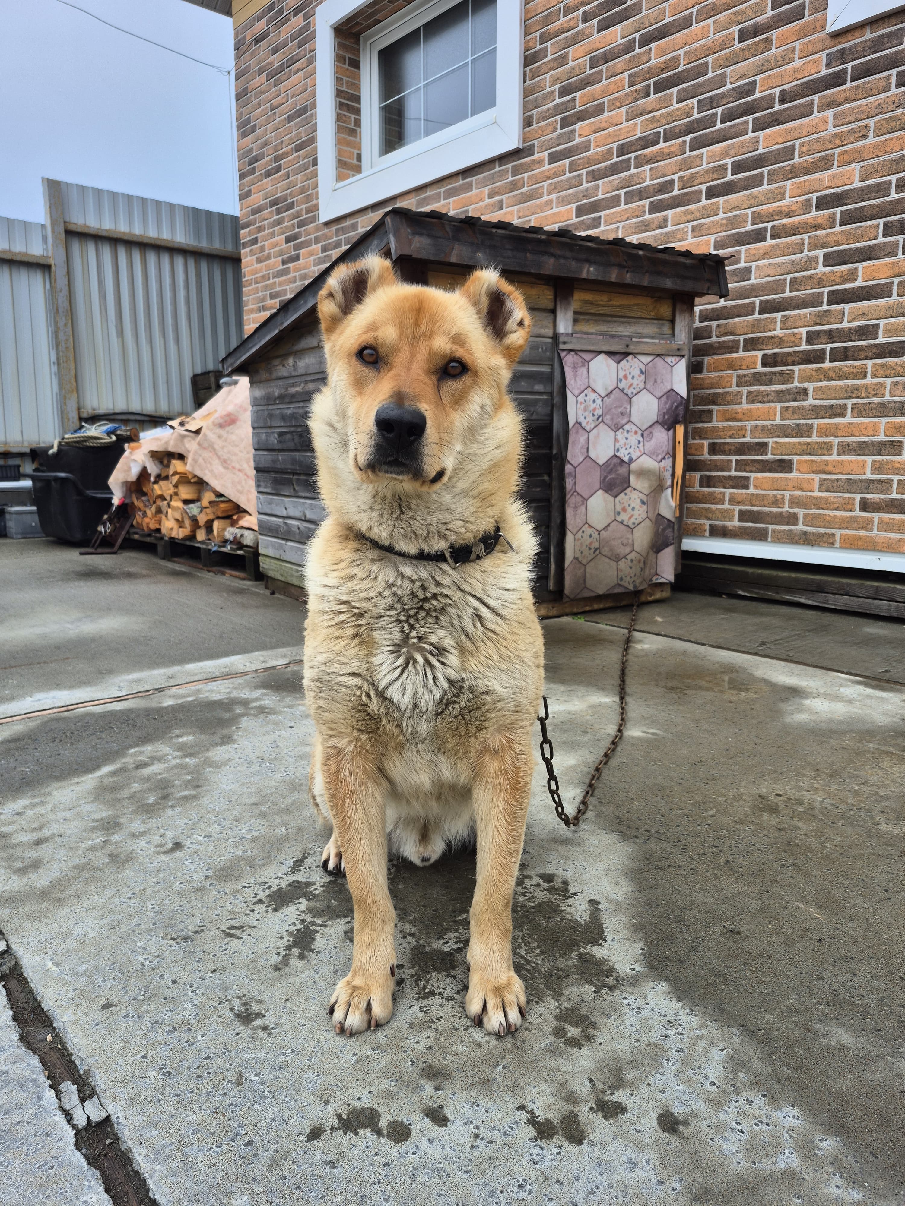 Фото Дача в Охотске