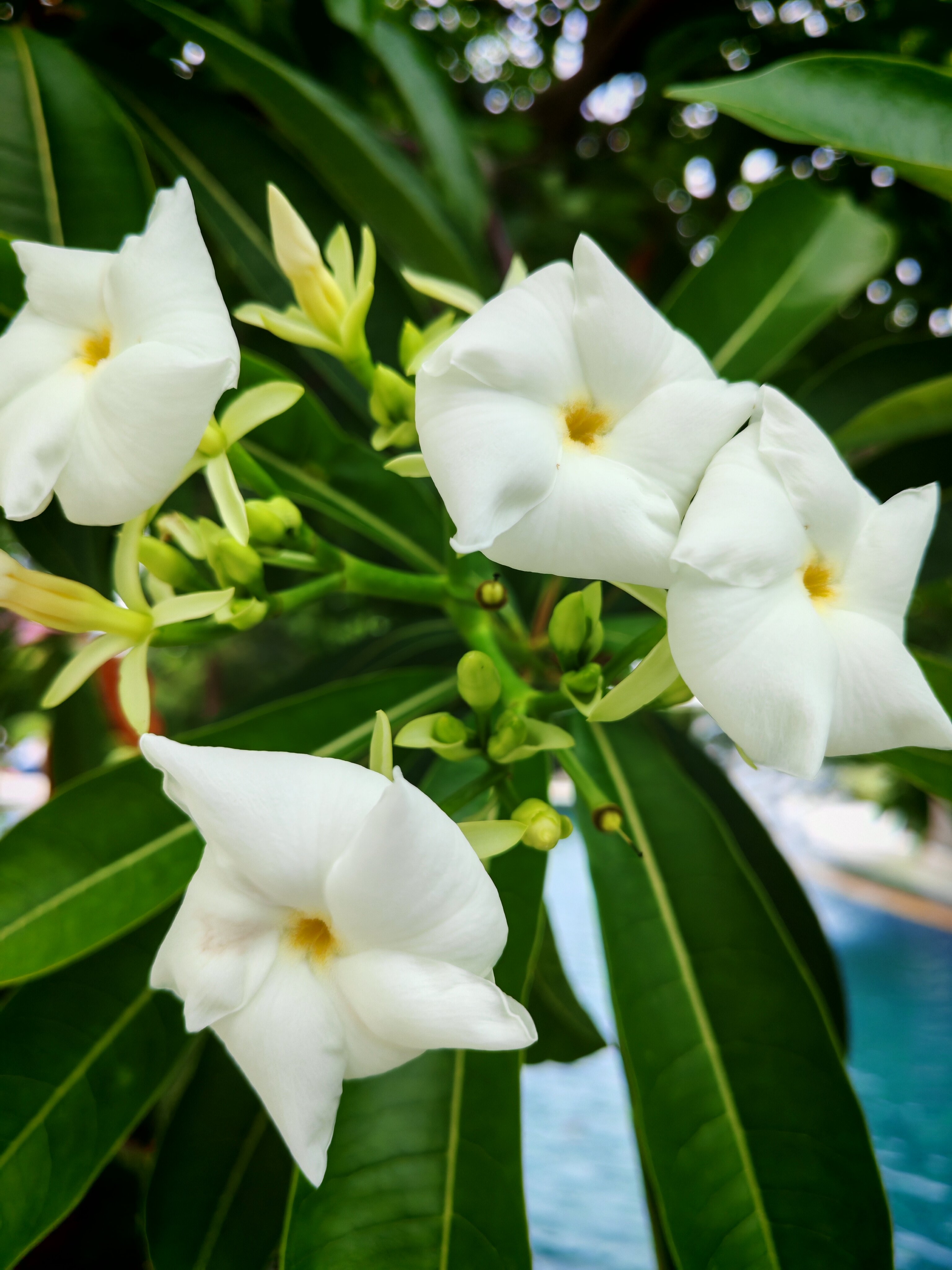 Фото Manhattan Pattaya Hotel