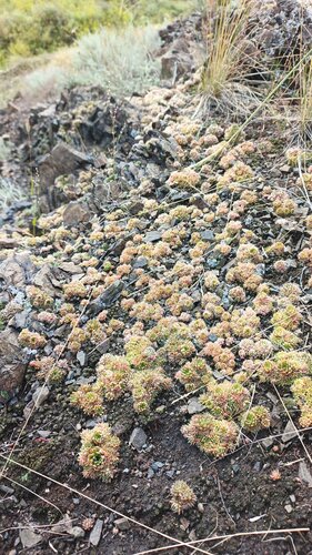 Тығыз жетілген писькилердің жеке порно видеолары