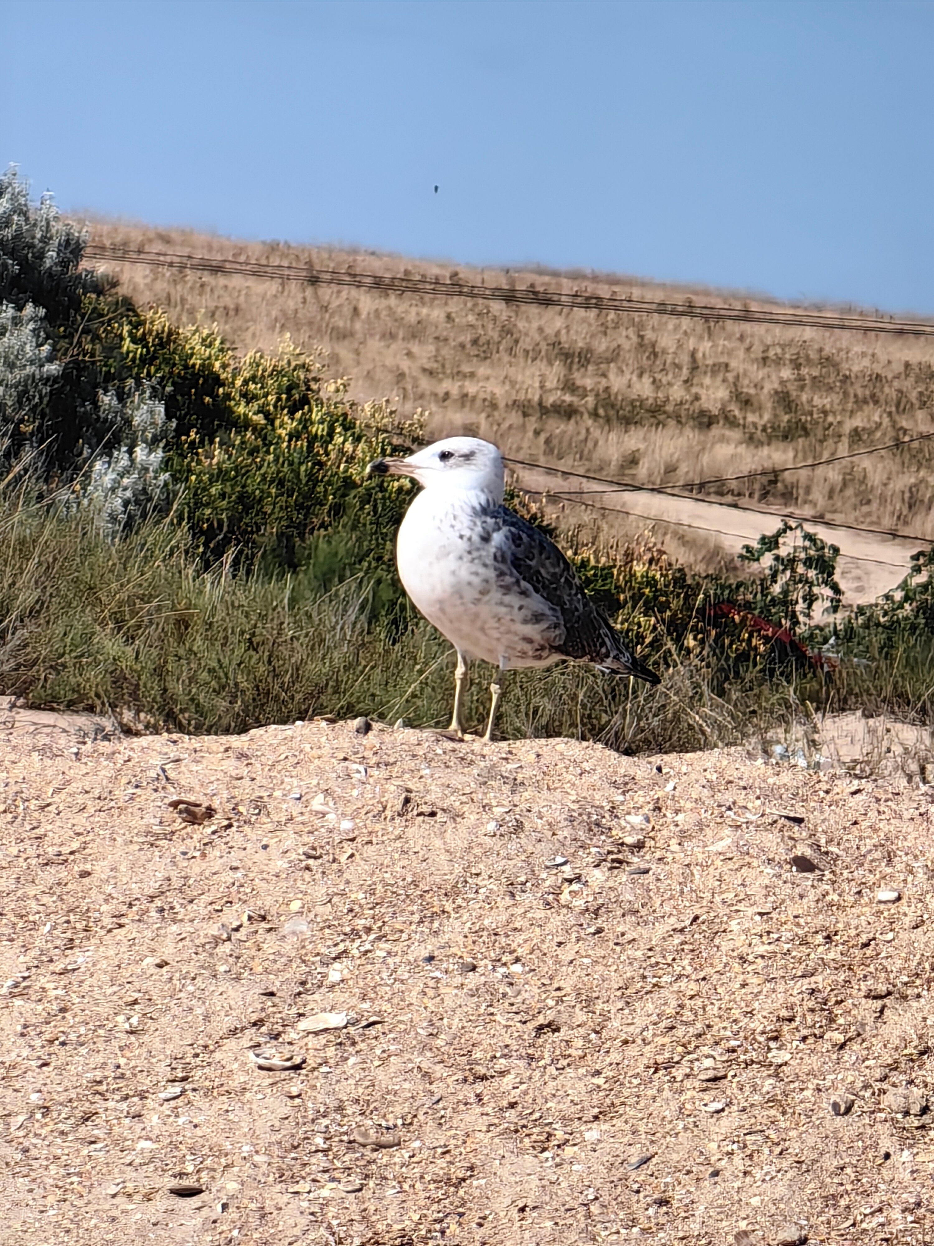 Фото Клевер