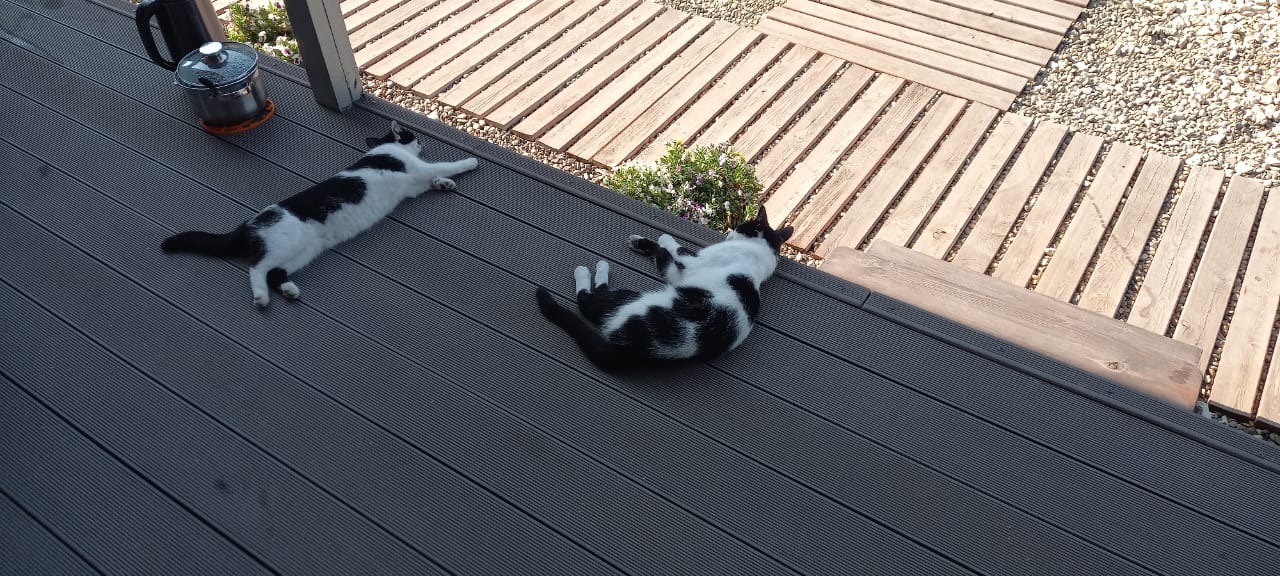 Фото Клевер