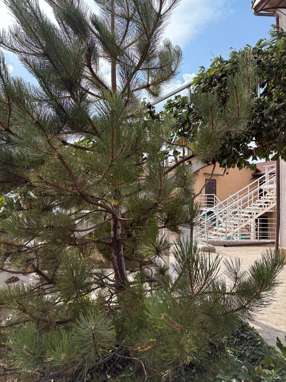 Фото Звездный