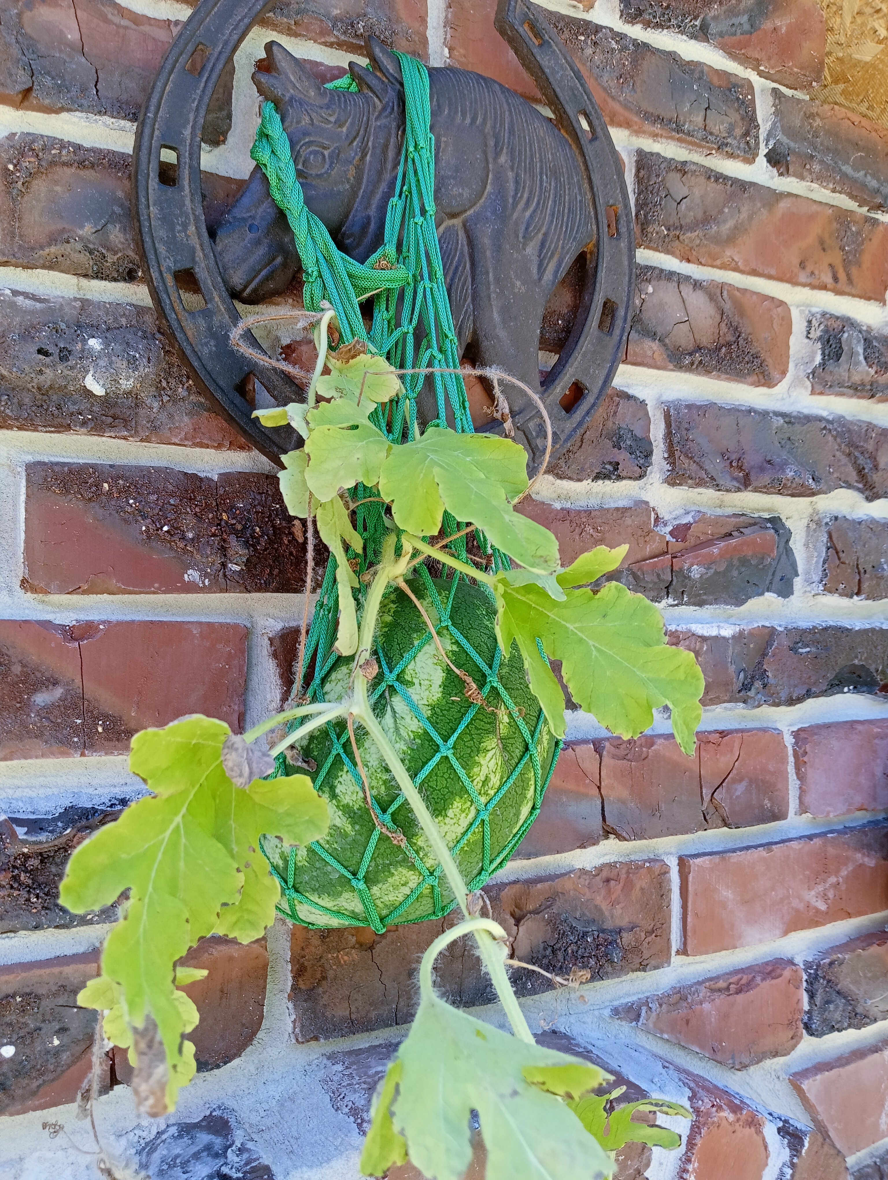 Фото Димерчи