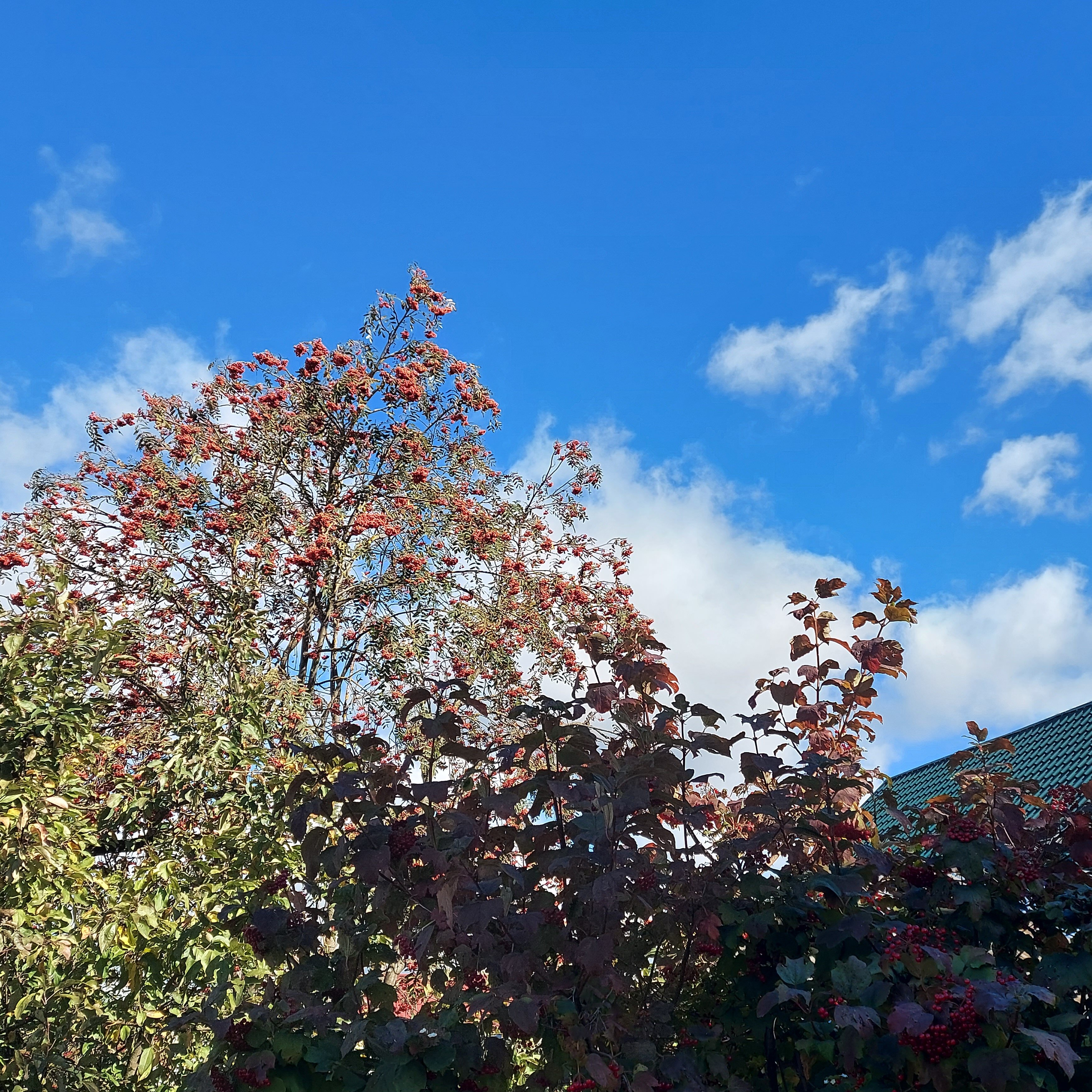 Фото Golden Park