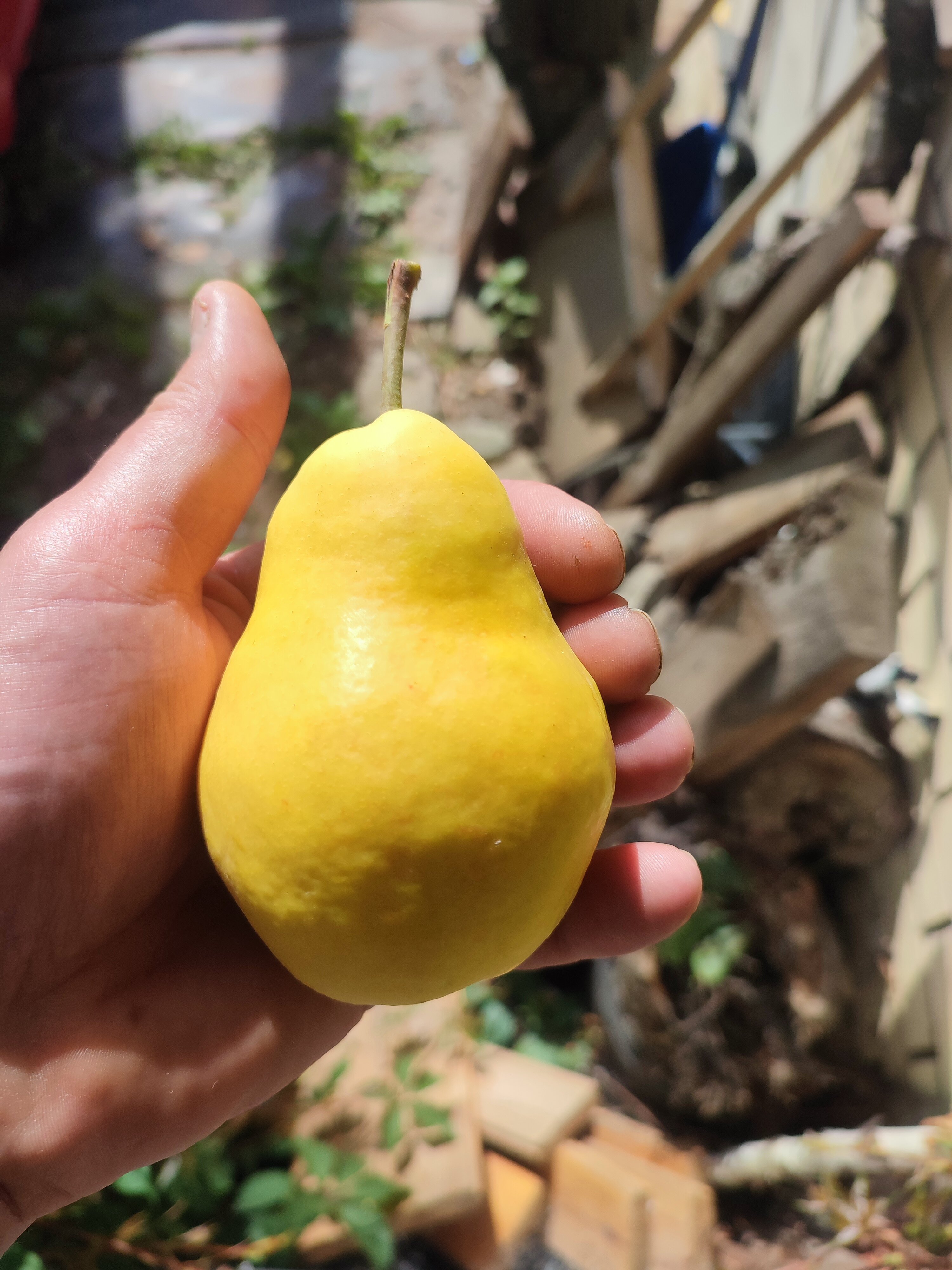 Фото Спутник